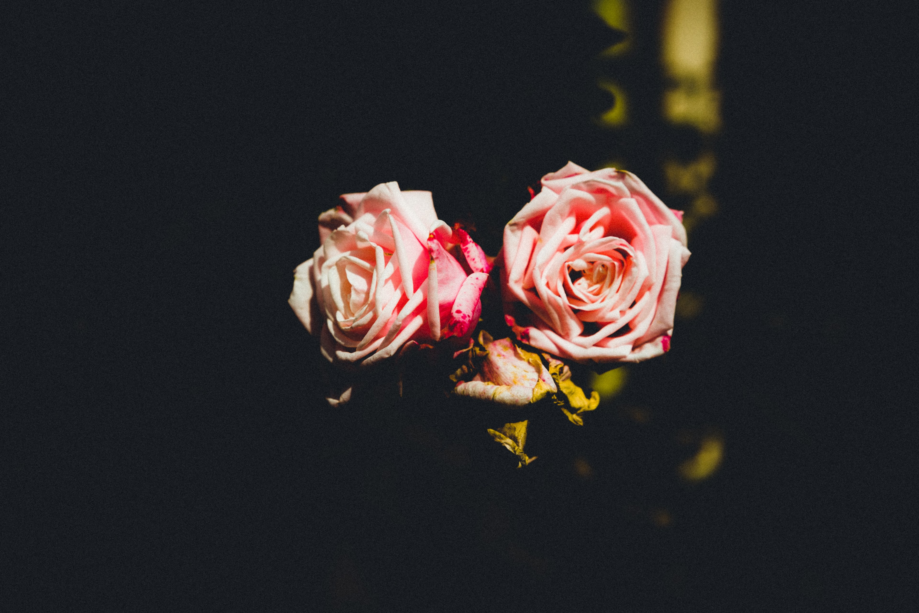 pink roses in bloom against a dark background, pink roses on black 4k, HD Wallpaper