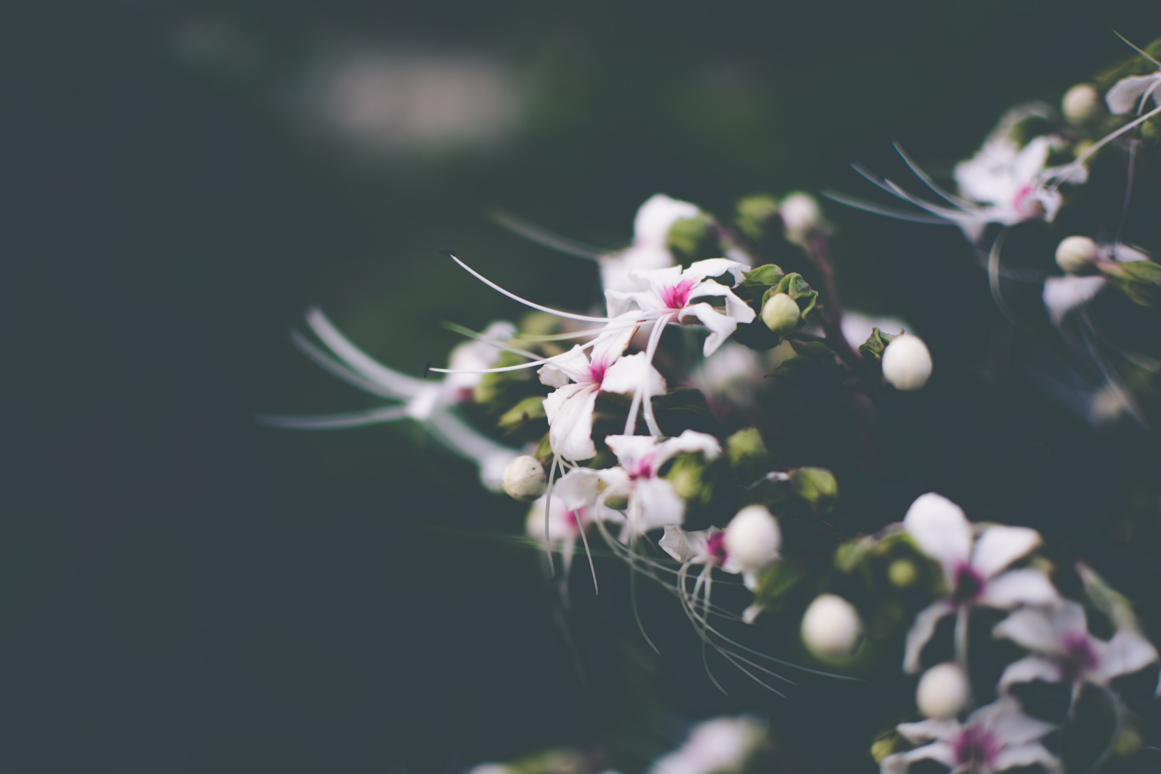 a close up of a cluster of white and purple flowers with long stamens, wild flowers from india 4k, HD Wallpaper