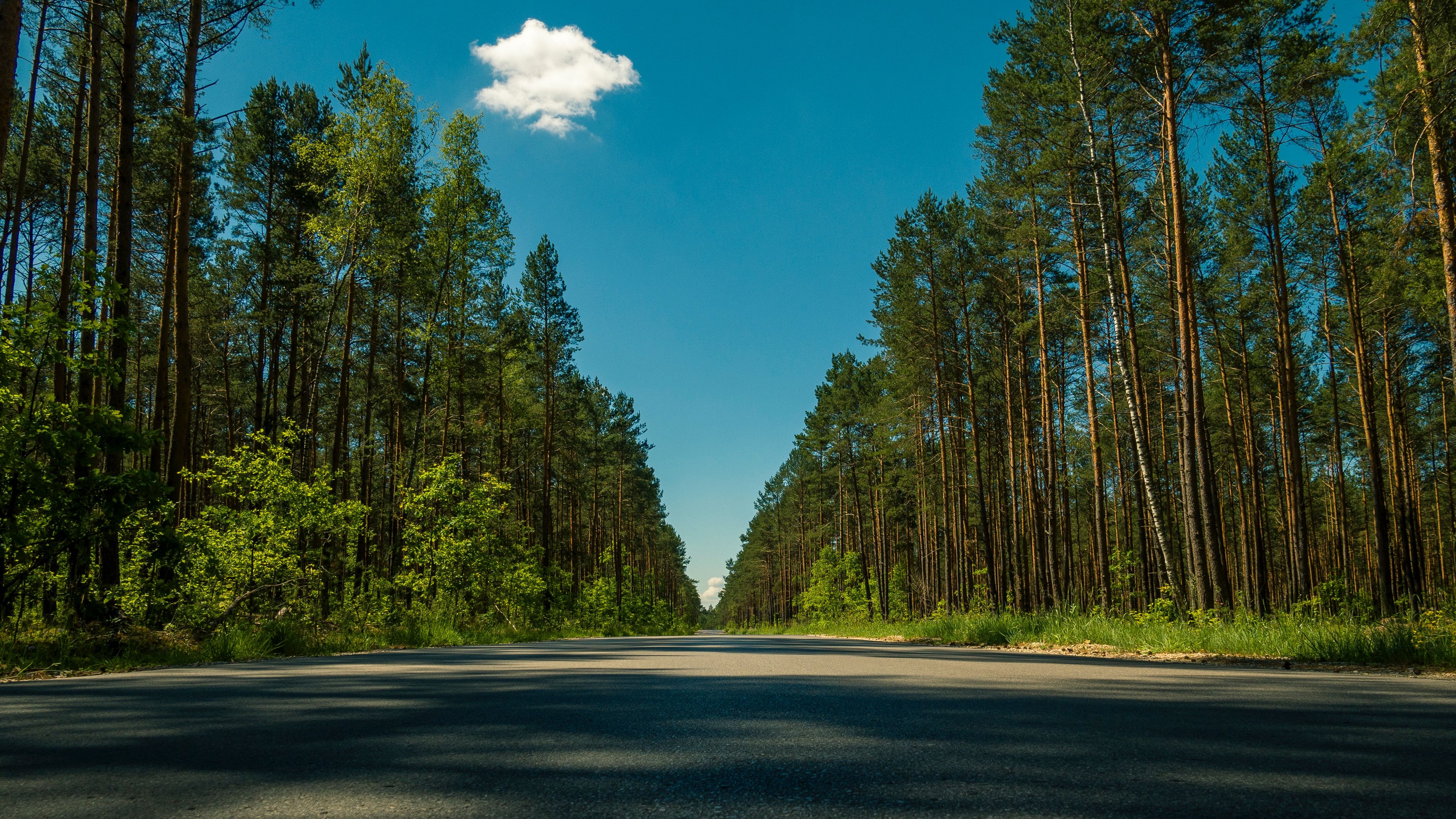 road, trees, summer, 4k, HD Wallpaper