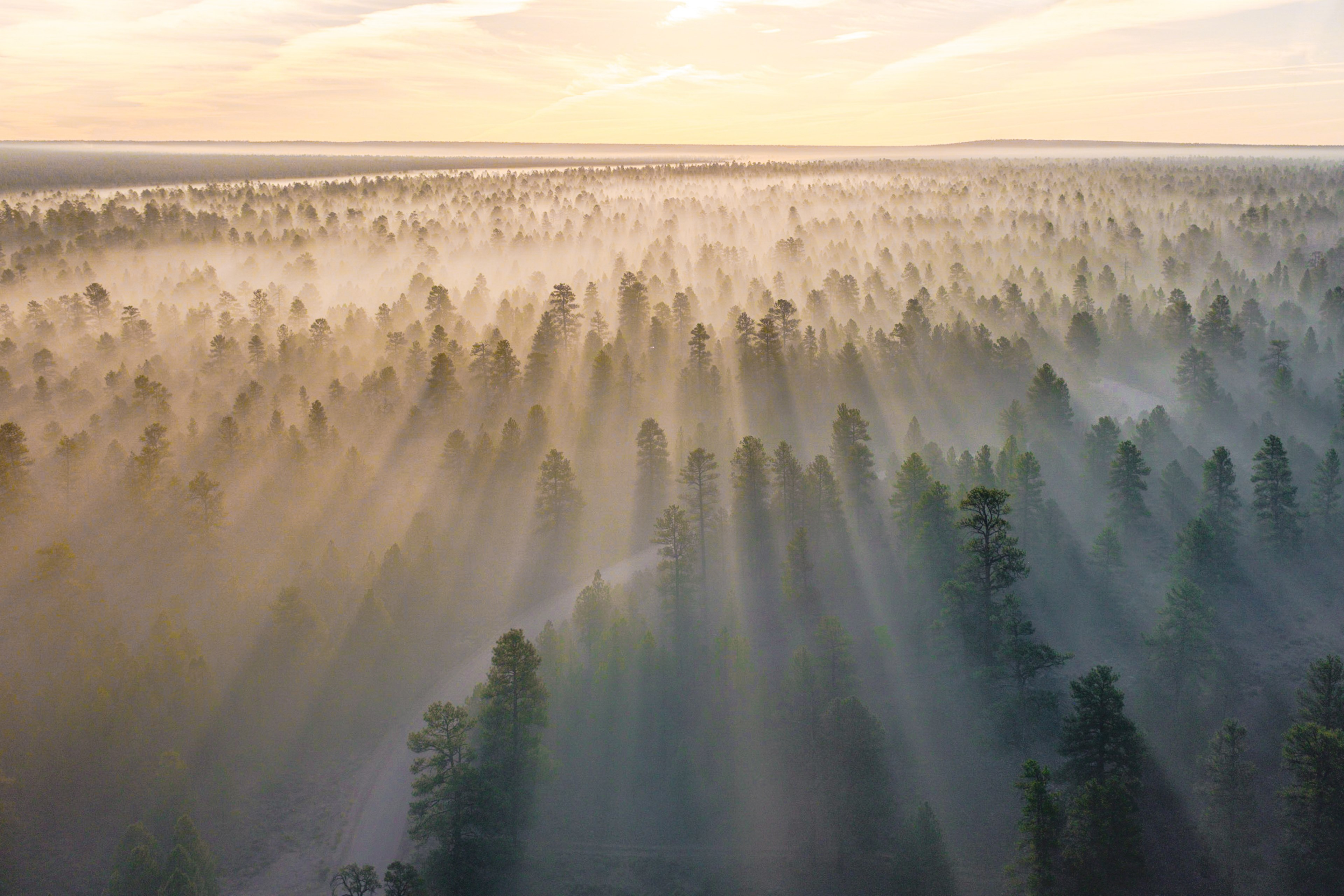mist fog tree and woodland 4k, HD Wallpaper
