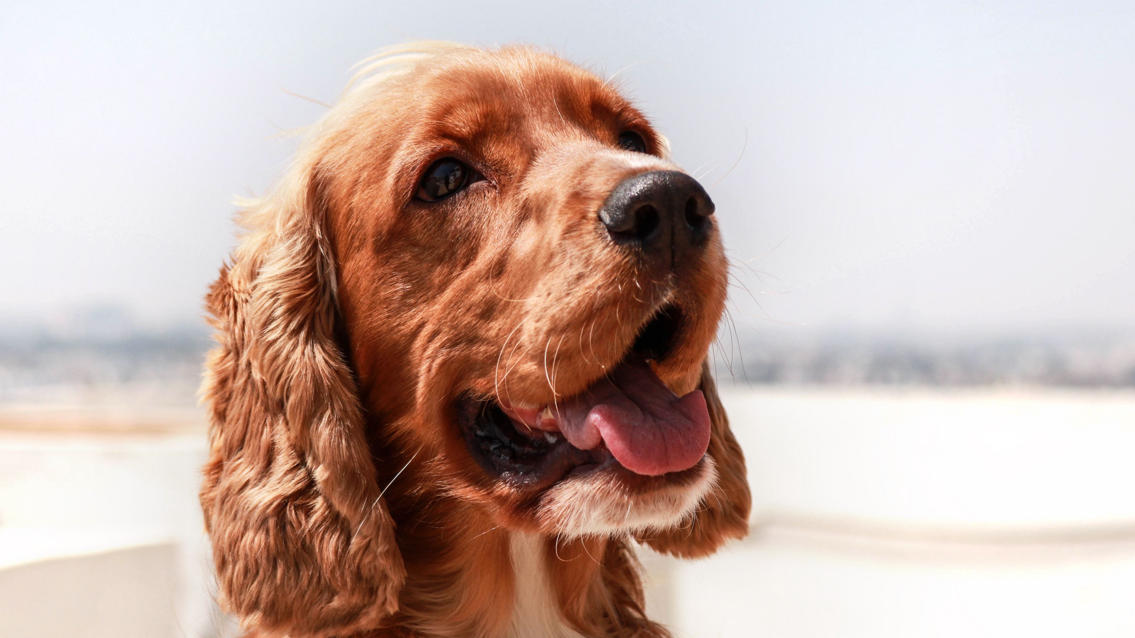 english cocker spaniel, dog, muzzle, protruding tongue, 4k, HD Wallpaper