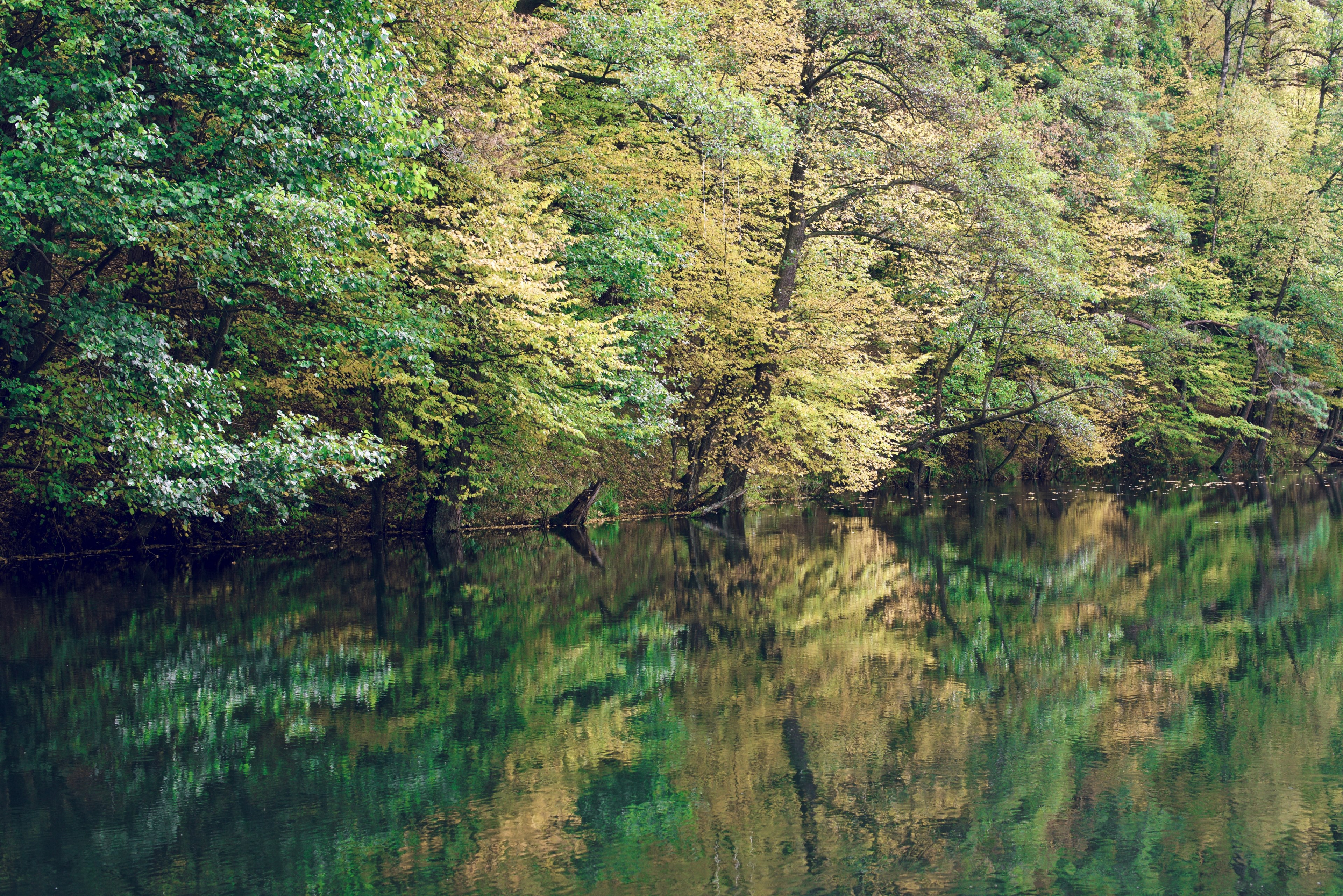 large evergreen waterfront property, _forest waterfront 4k, HD Wallpaper