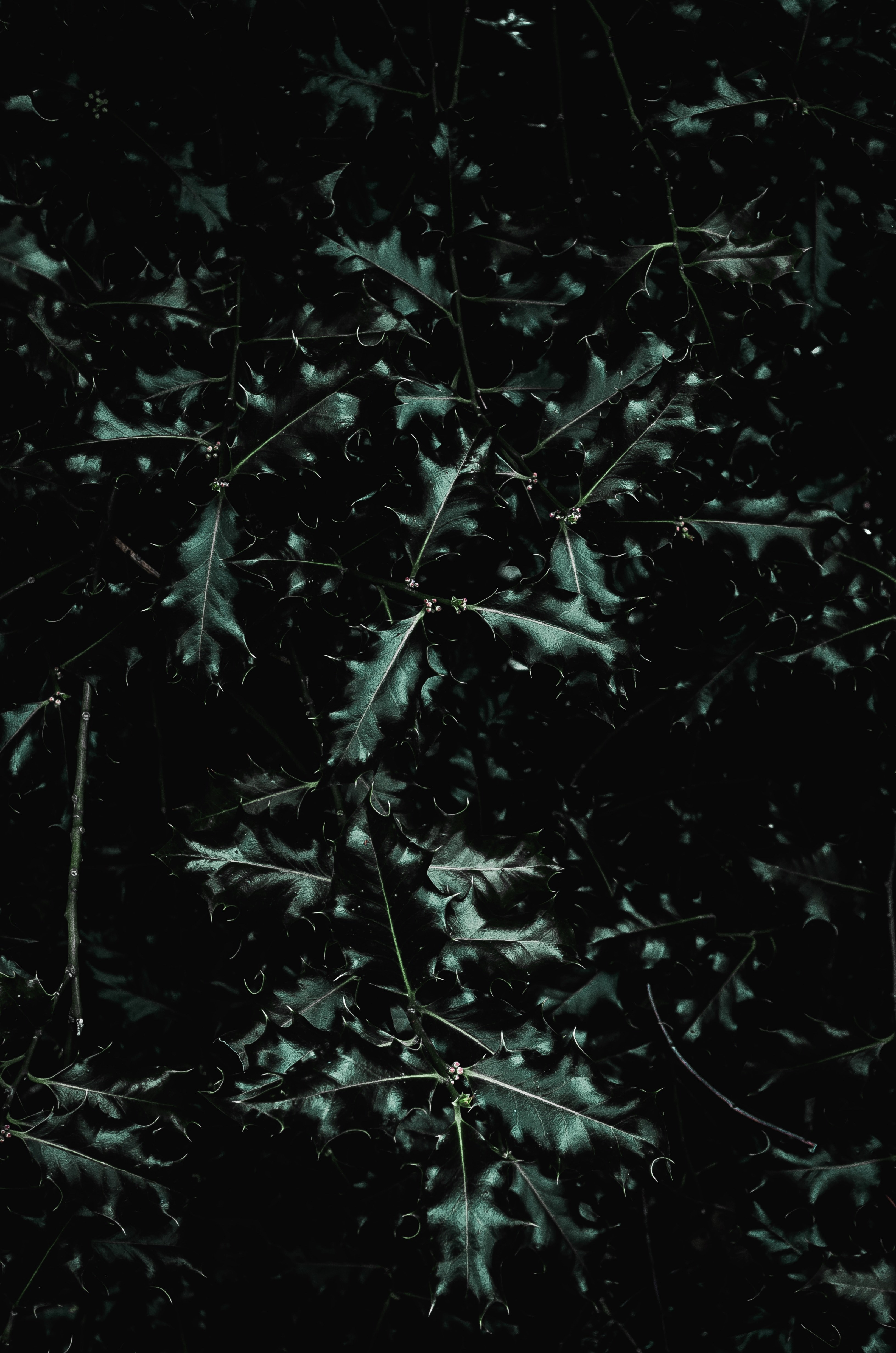 moody holly 4k, Phone HD Wallpaper