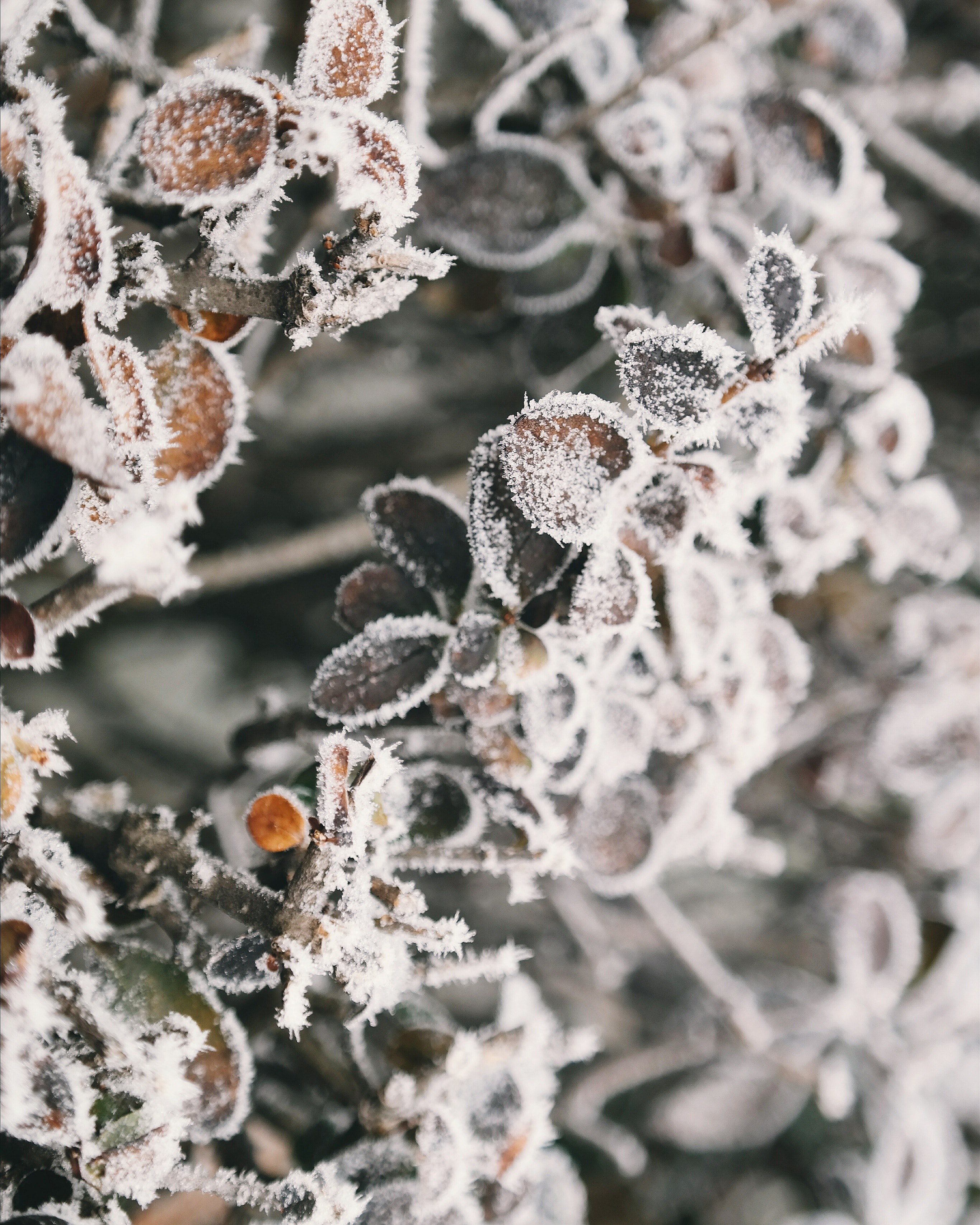 leafe green leaf and ice hd, 4k, Phone HD Wallpaper