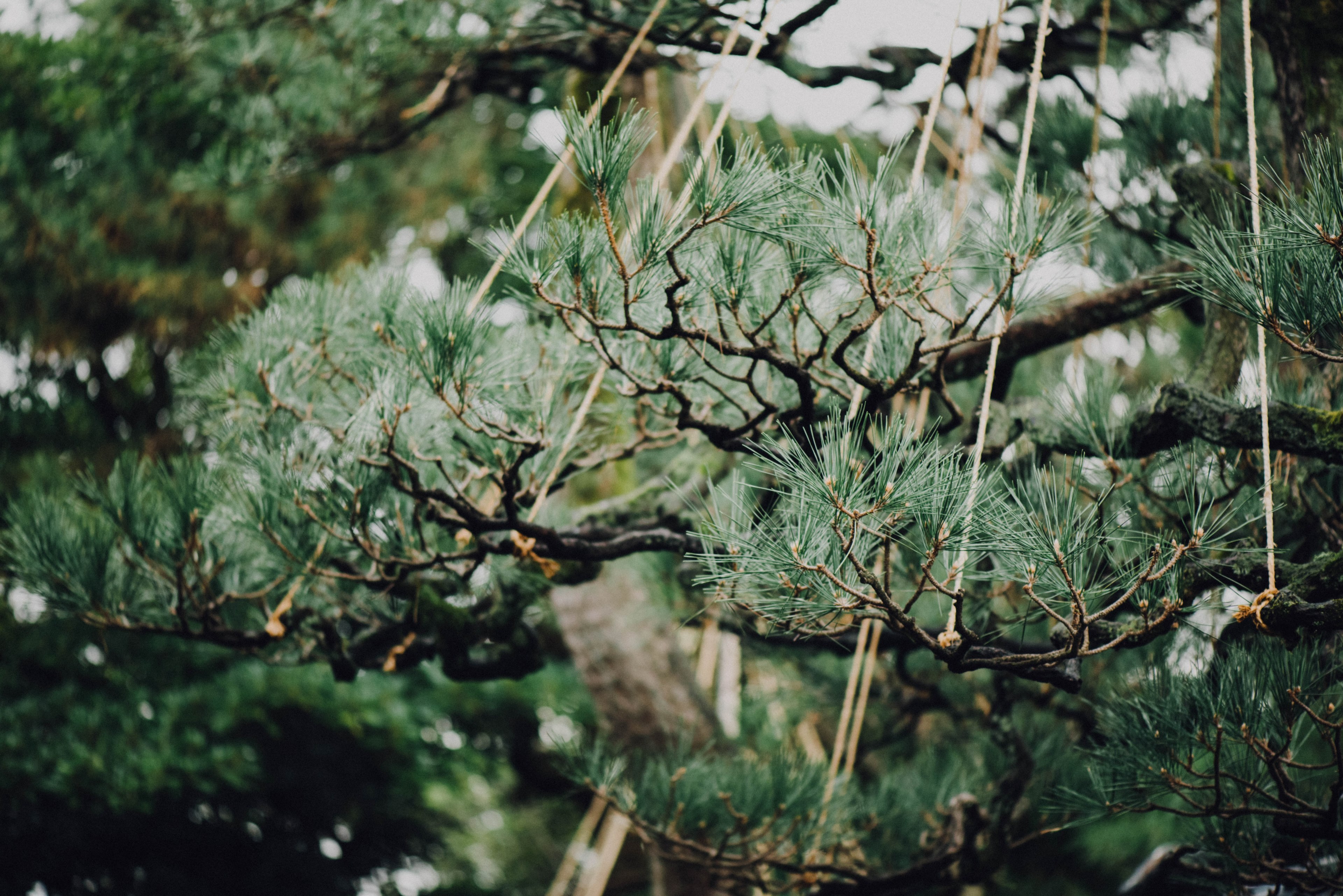 branch tree wood and life 4k, HD Wallpaper