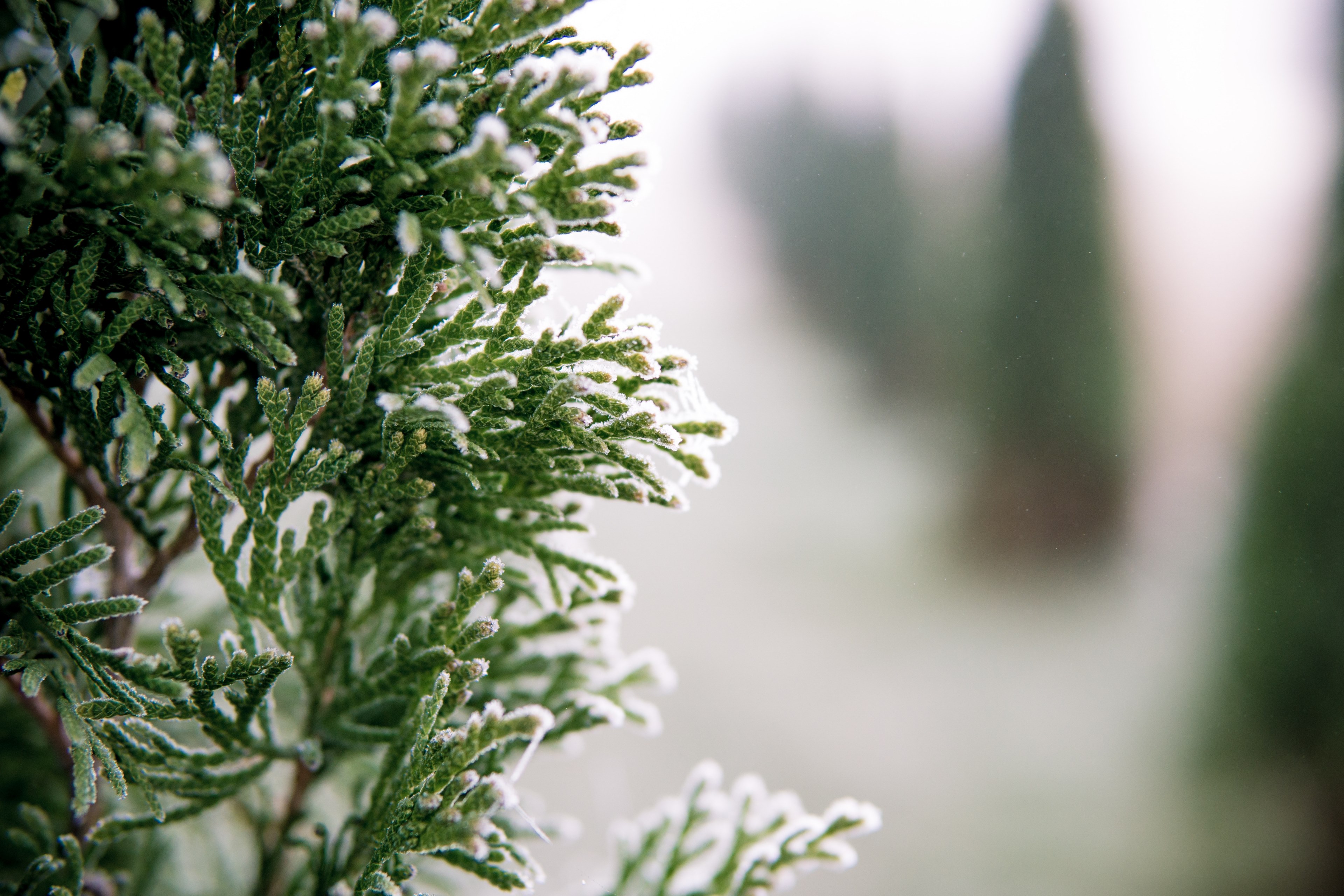 white green christma and snow 4k, HD Wallpaper
