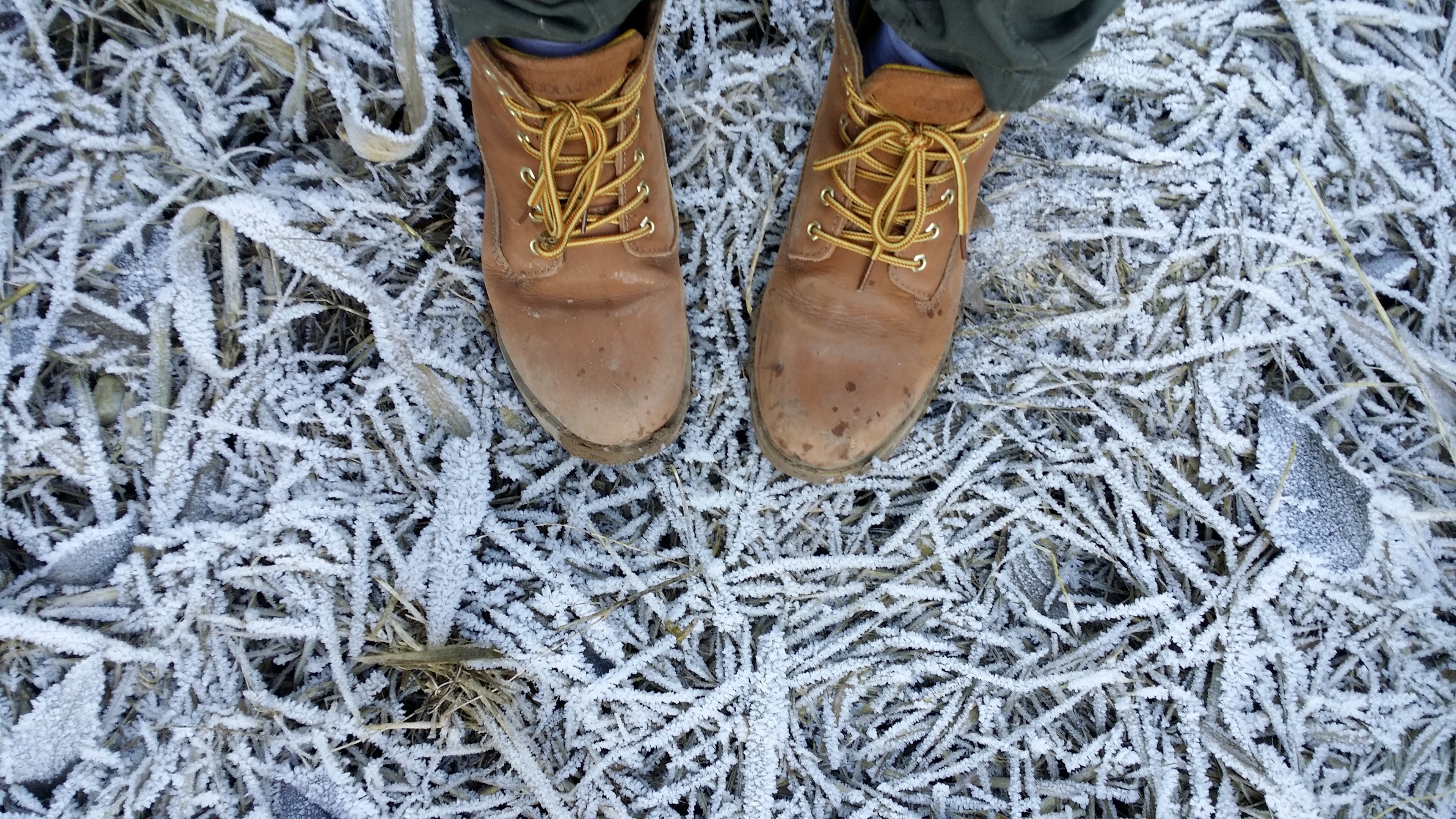 brown boots laced with orange strings standing upon icy winter branches, boots on icy branches 4k, HD Wallpaper