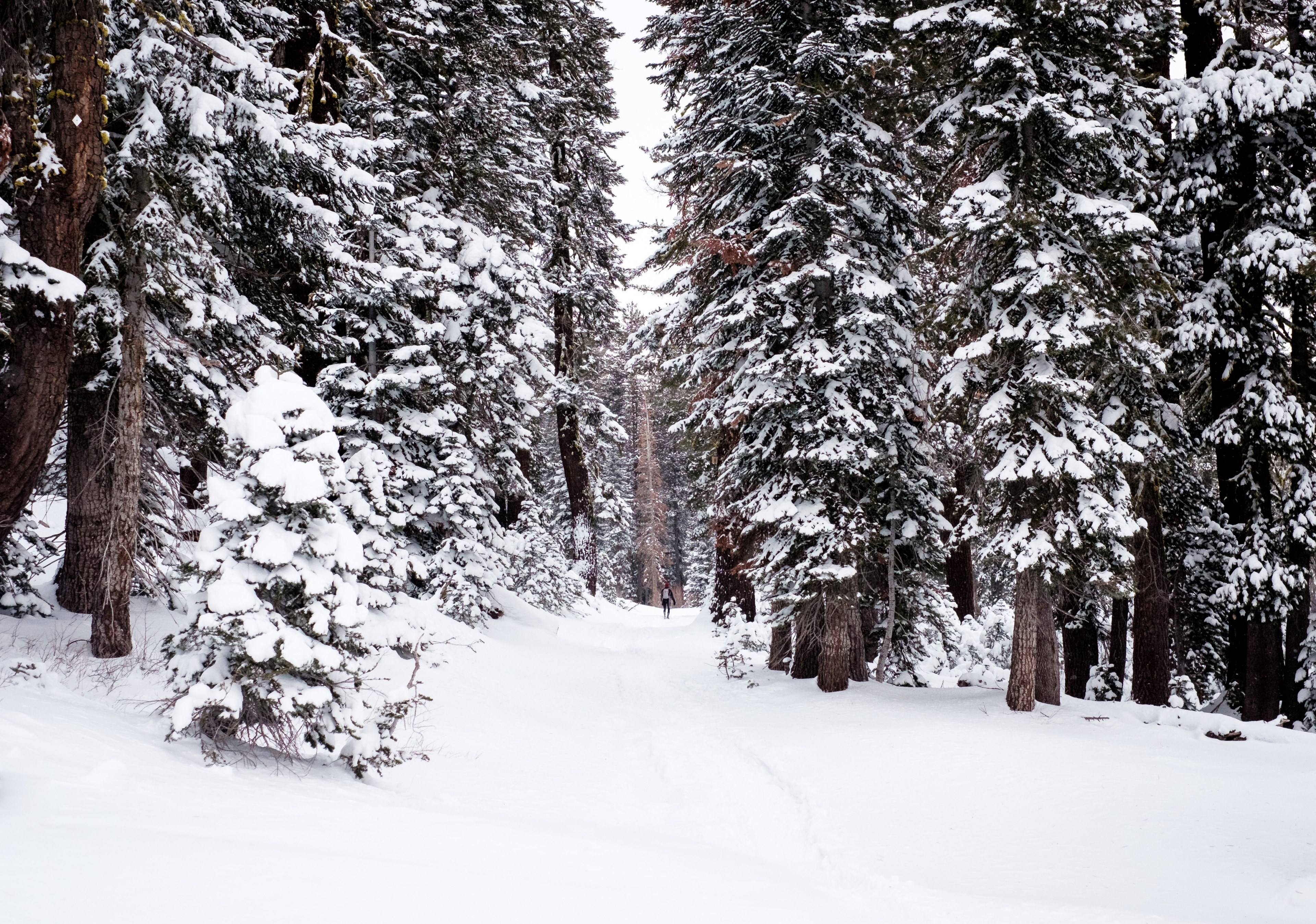 heavily covered roads and trees in the winter at lake tahoe, lake tahoe winter forest 4k, HD Wallpaper