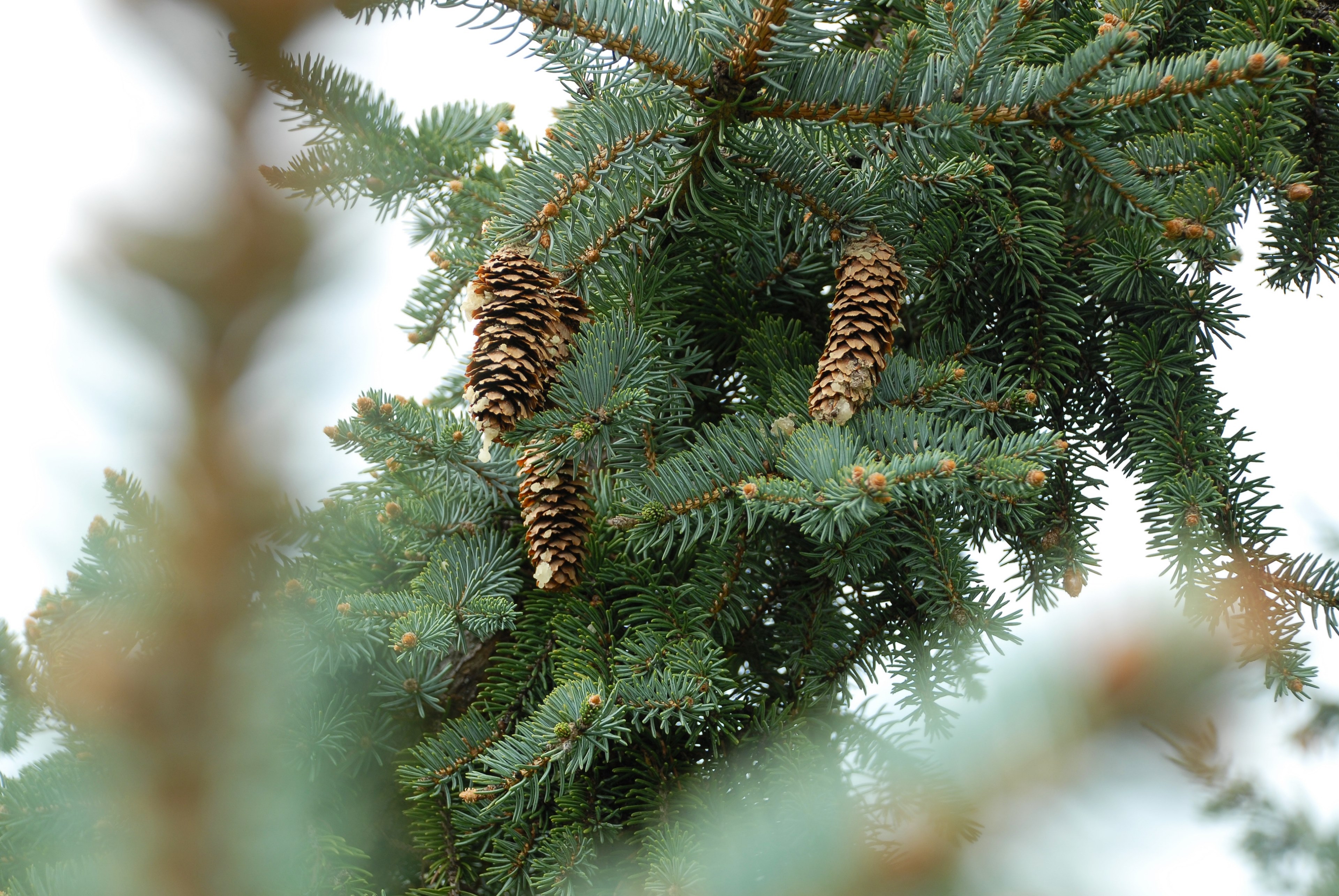 pinecones hang on an evergreen branch, pinecones on a branch 4k, HD Wallpaper