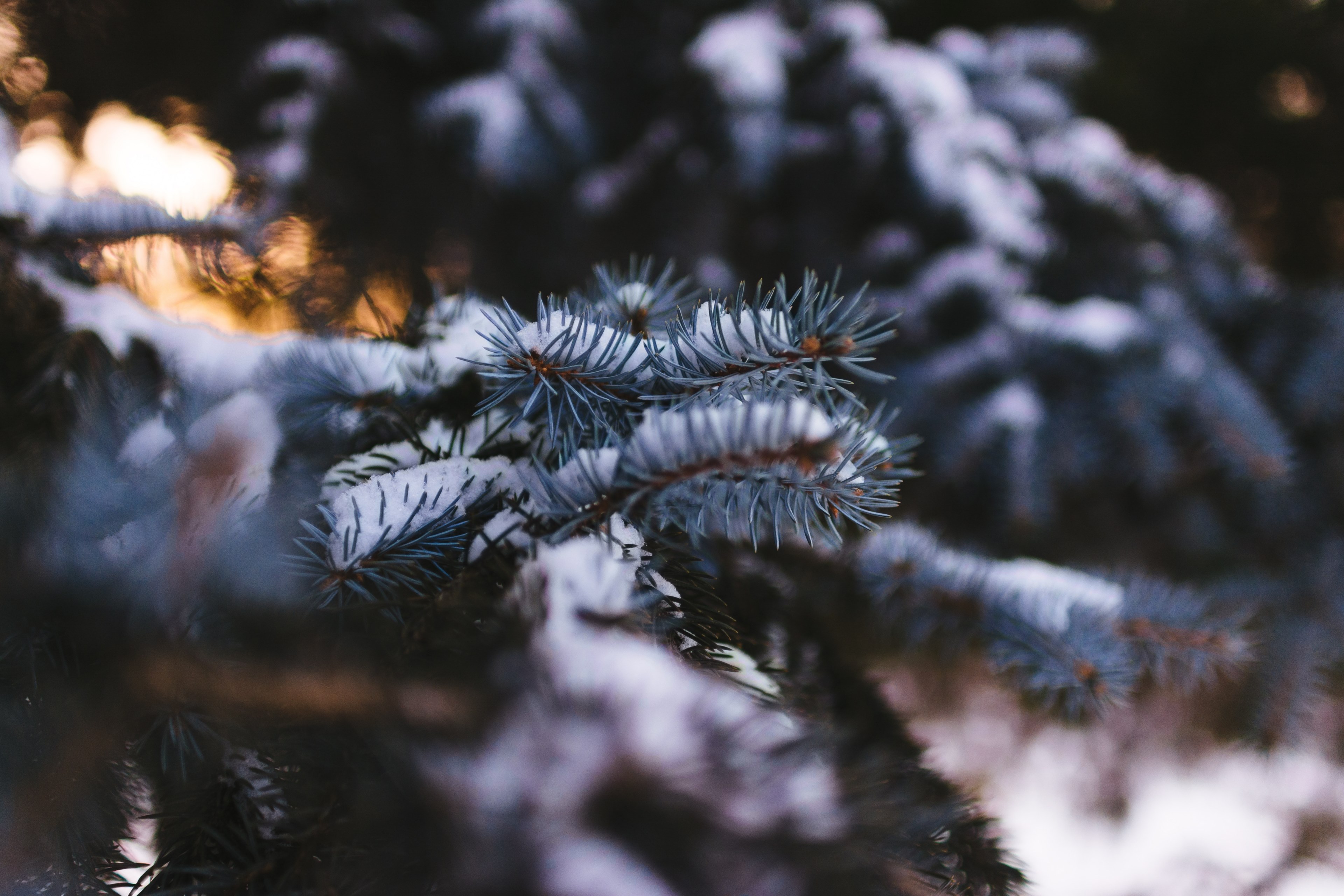 a macro view of snow tucked inside the blades of pine leaves, _snow covered pine leaves on branch 4k, HD Wallpaper