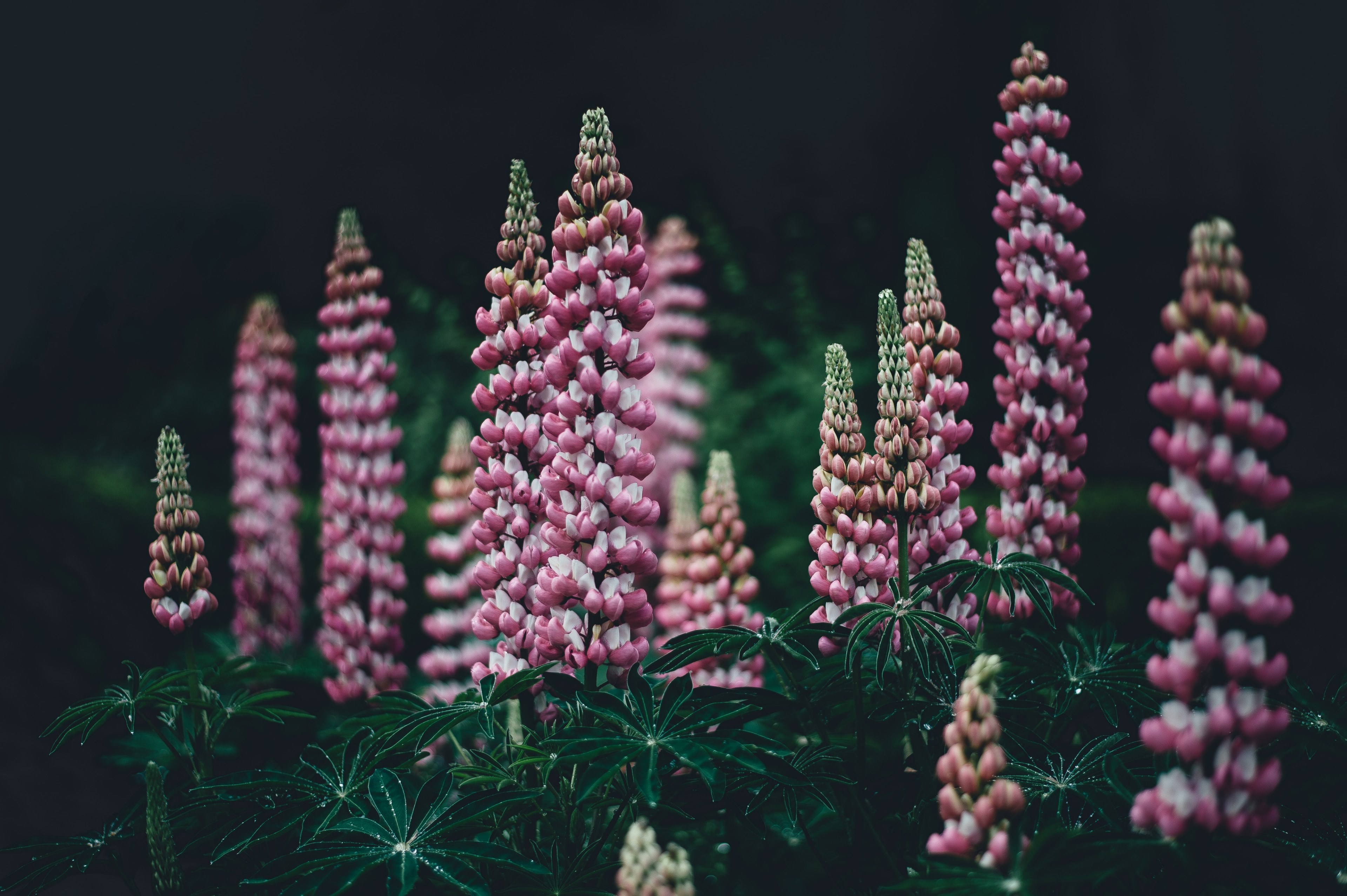 pink and white columns of lupine flowers, lupins 4k, HD Wallpaper