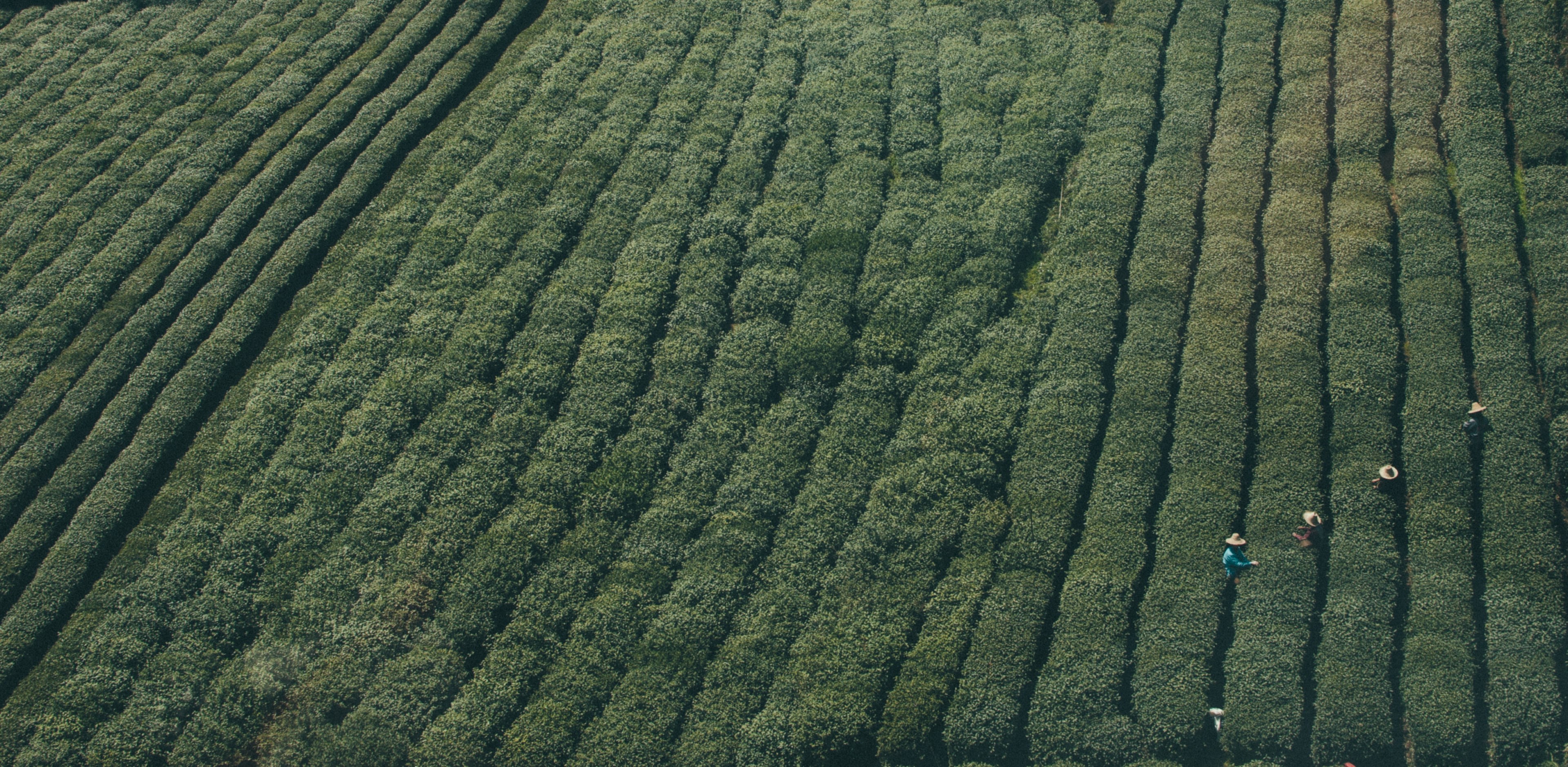 a top view of a green plantation with people in hats harvesting the crops, green plantation 4k, HD Wallpaper