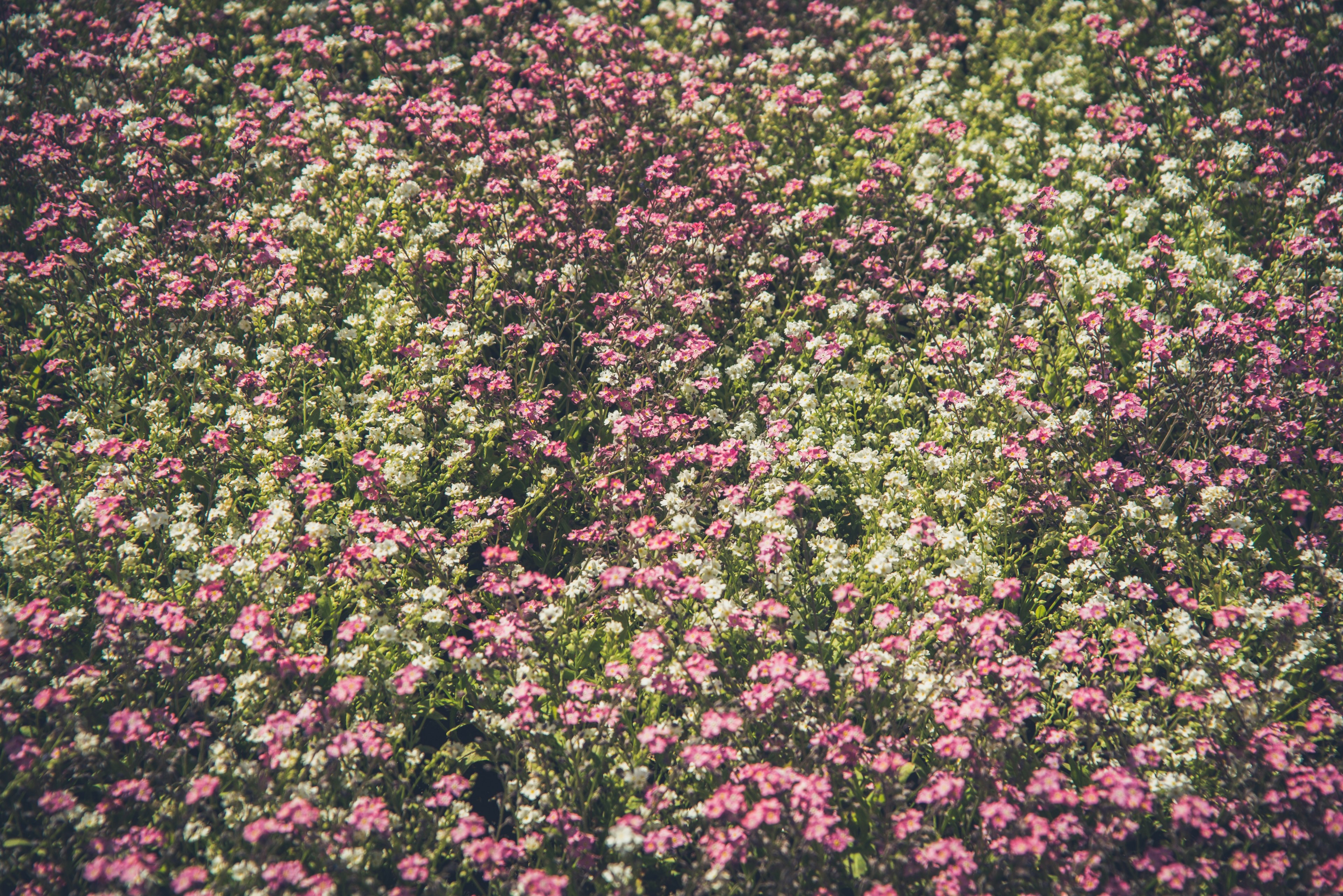 a dense patch of white and pink flowers in a park, white and pink park flowers 4k, HD Wallpaper