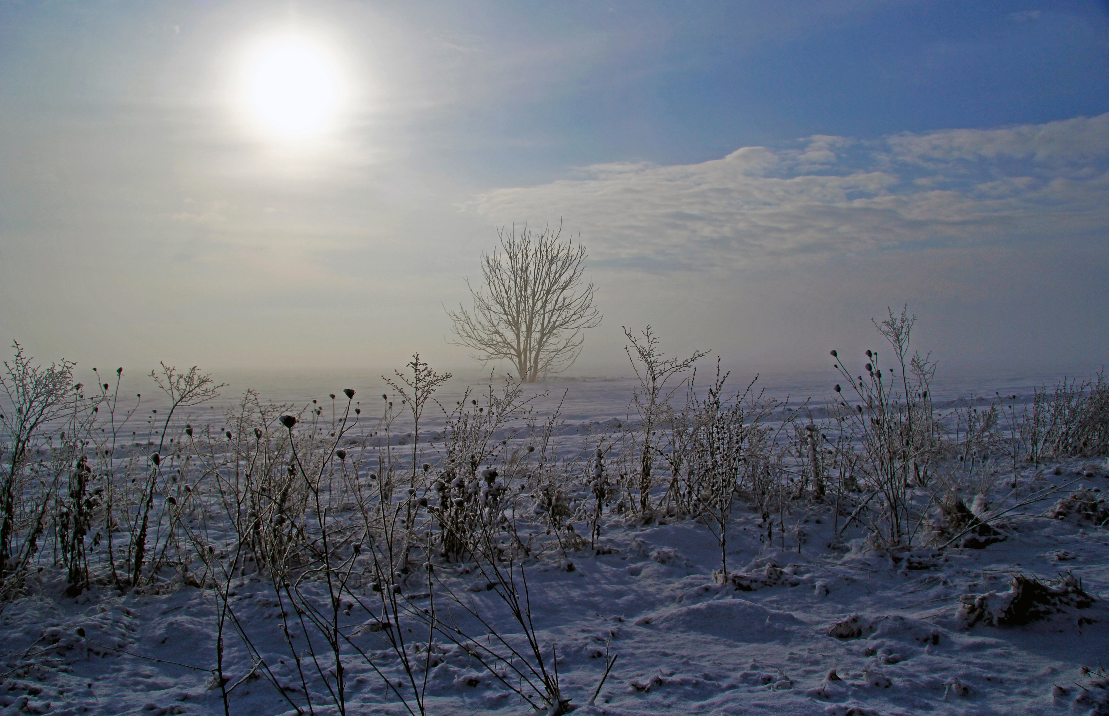 tall wild grasses and a distant leafless tree under a pale sun on a freezing winters day, under a pale winter sun 4k, HD Wallpaper