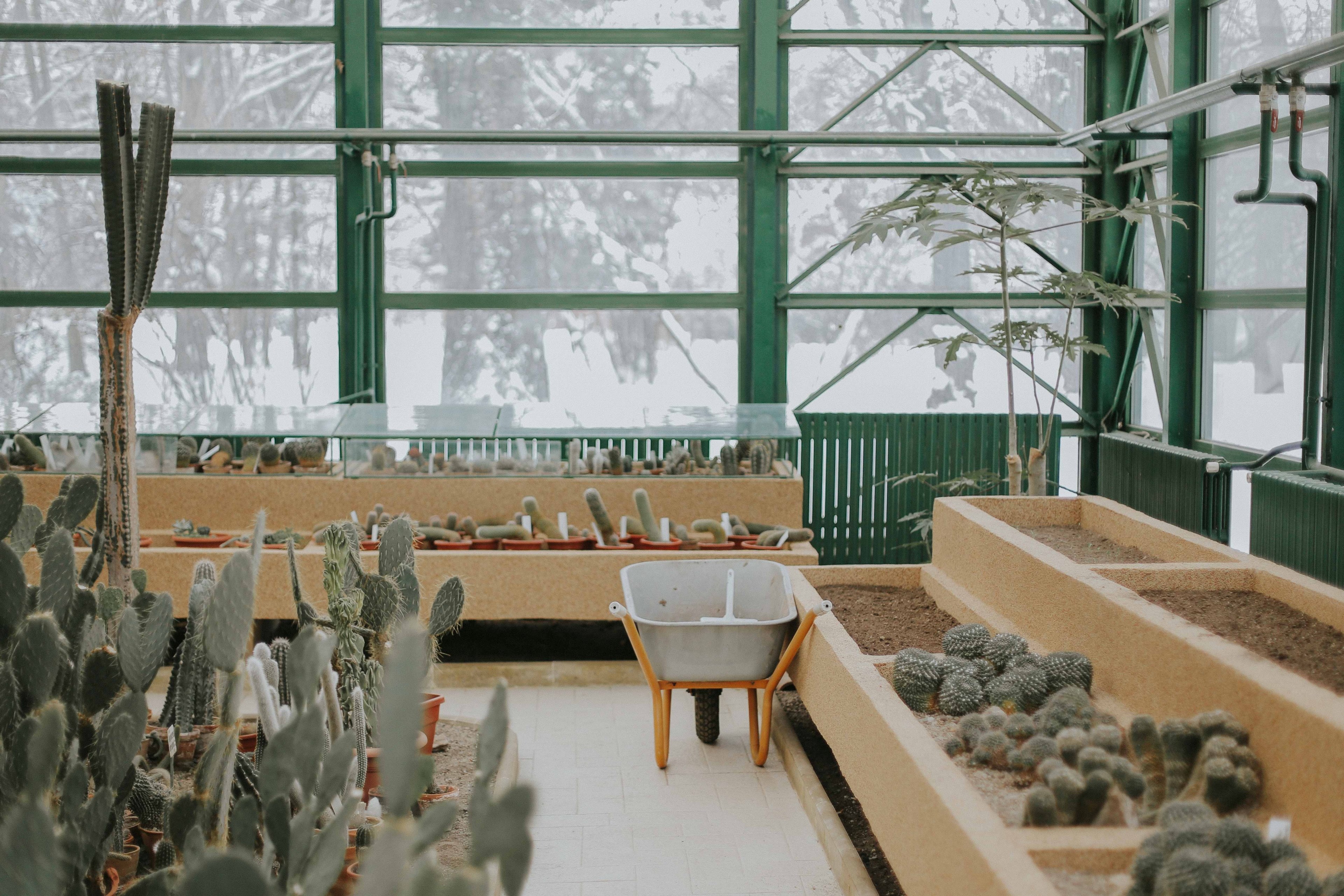 wheelbarrow in light filled interior with full length wall windows and cactuses in gradina botanica, we found spring this winter 4k, HD Wallpaper