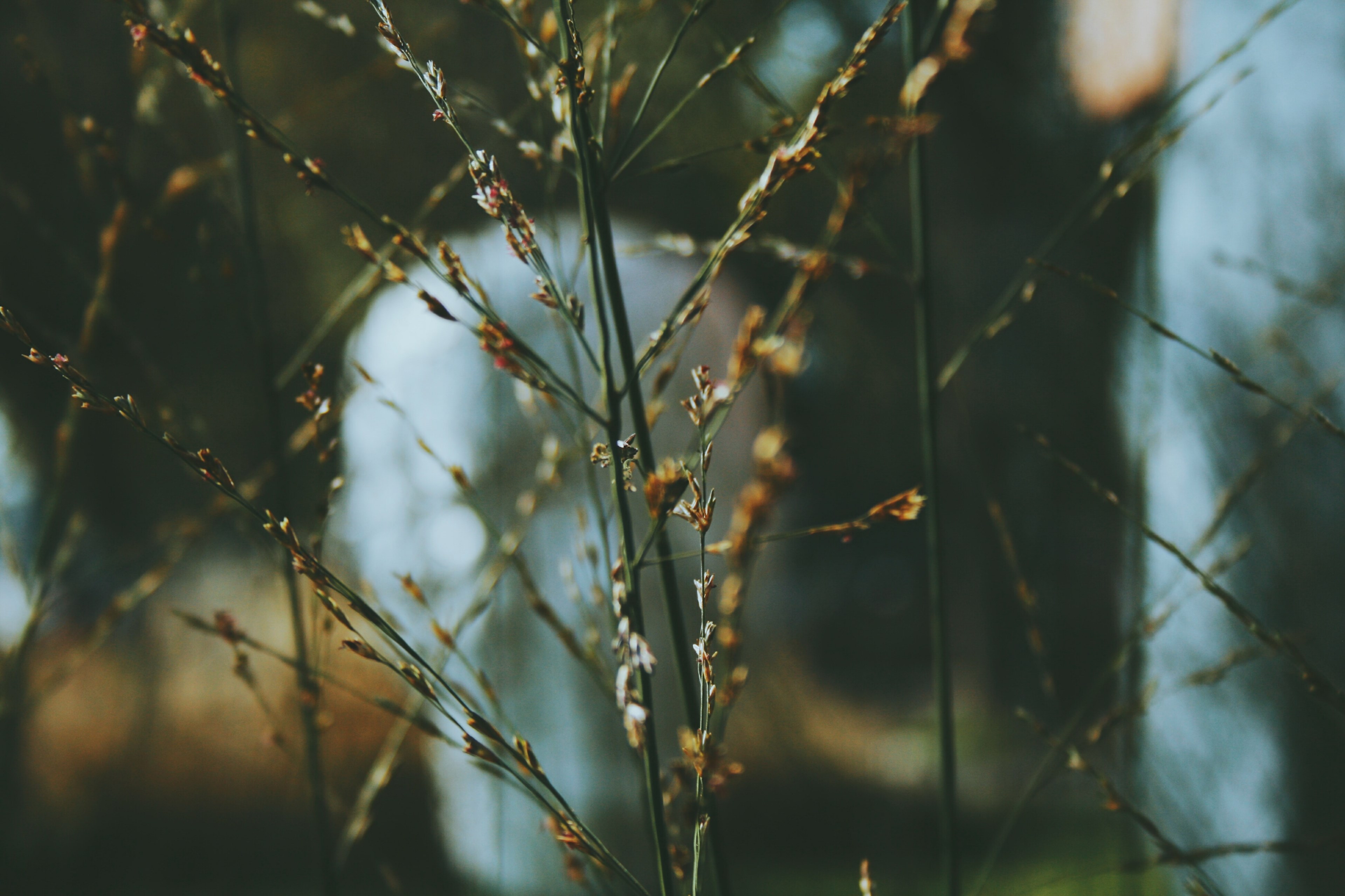 a macro shot of green and brown blades of grass, bleak blades of grass 4k, HD Wallpaper