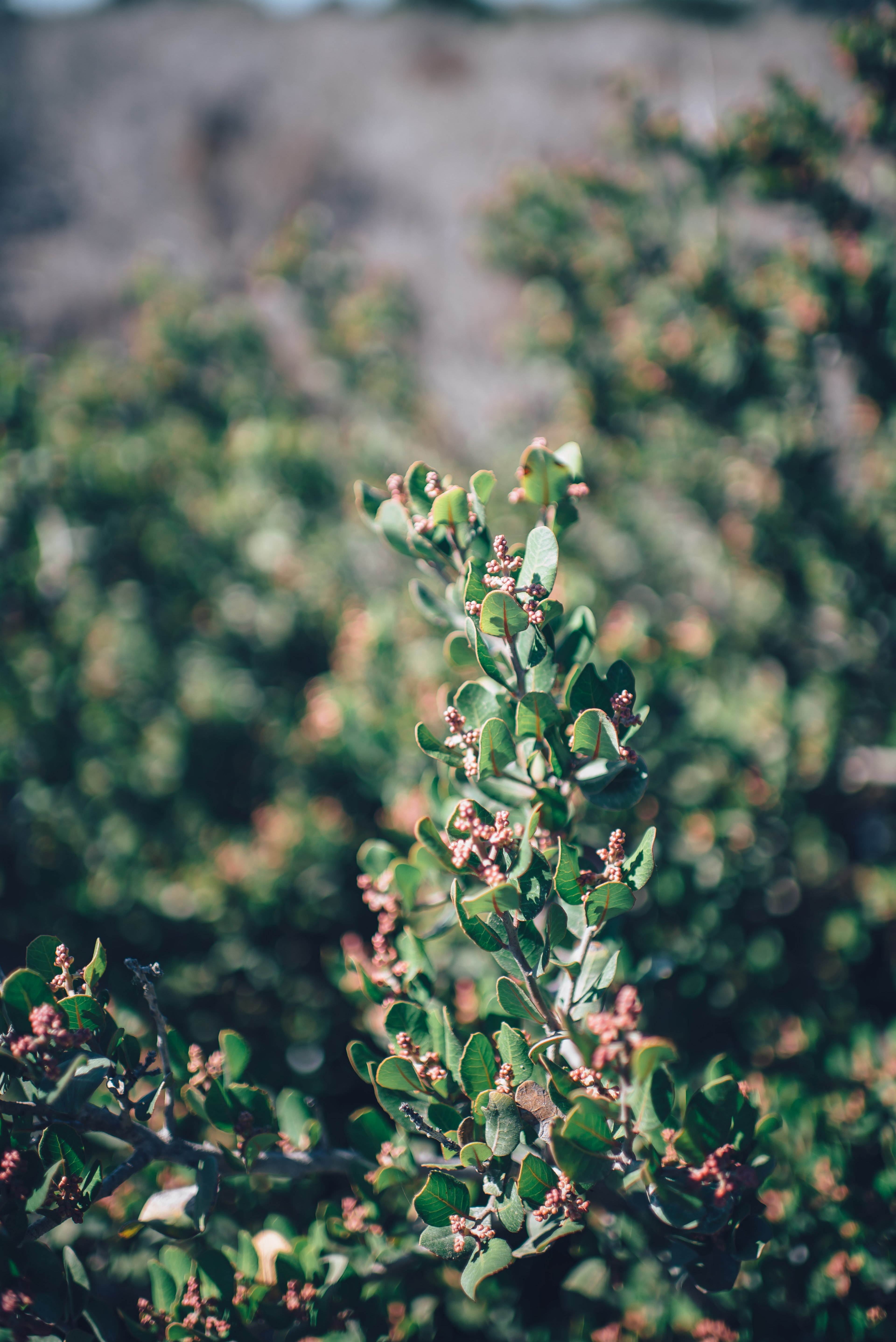 green laguna beach and flower hd, 4k, Phone HD Wallpaper