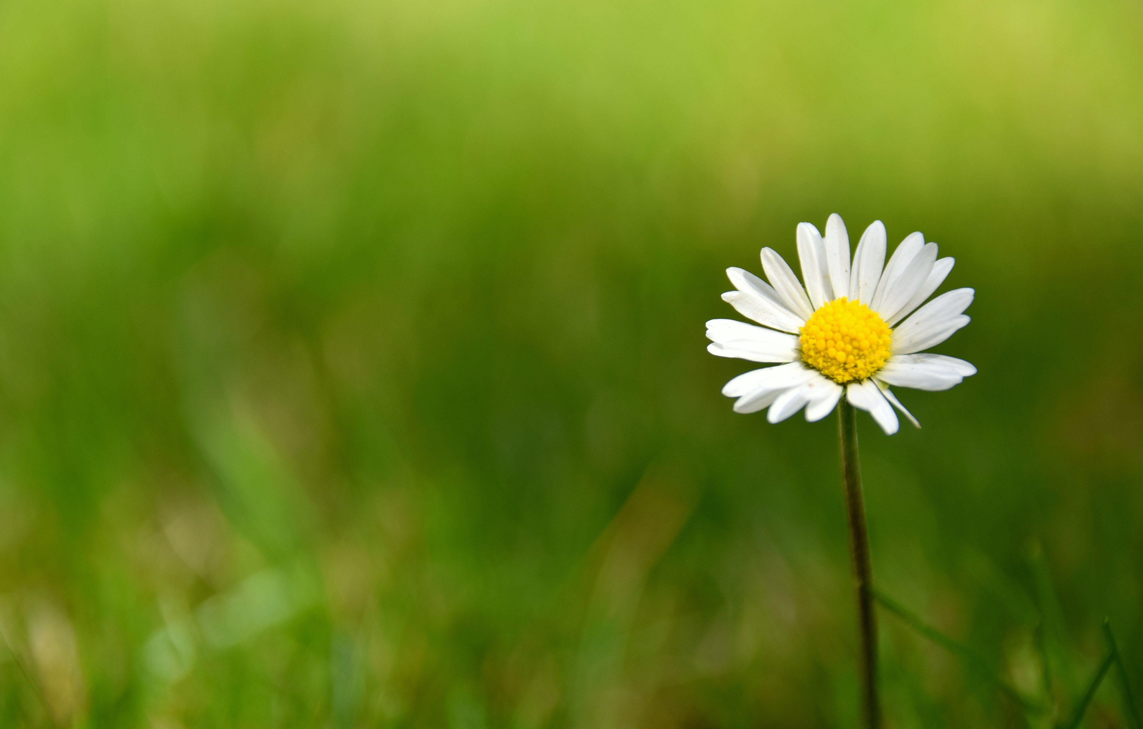 single daisy grows in a green grassy field, daisy alone despite cutting the lawn 4k, HD Wallpaper
