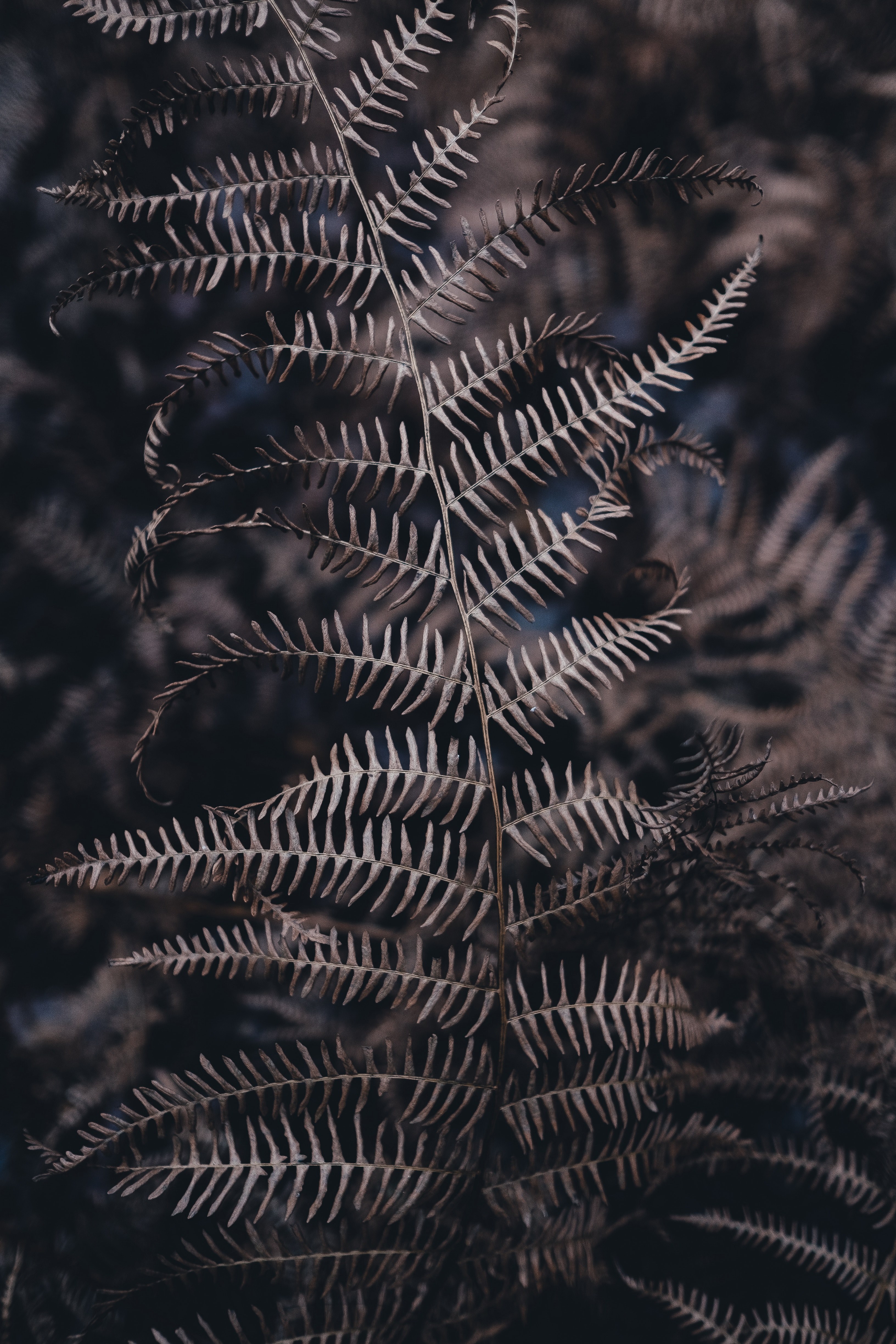 close up of dry fern leaves, golden fern 4k, Phone HD Wallpaper