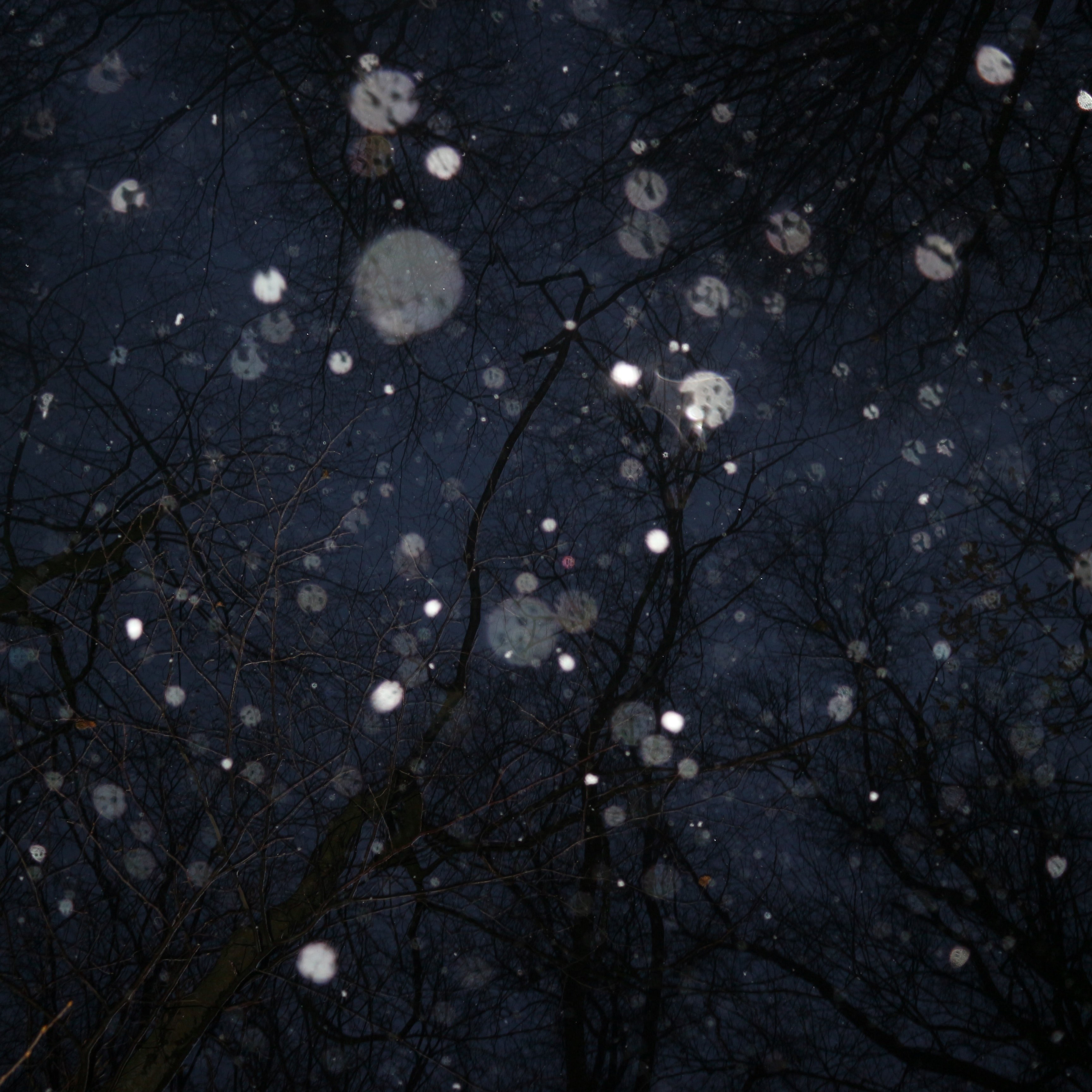 inky dark forest 4k, HD Wallpaper