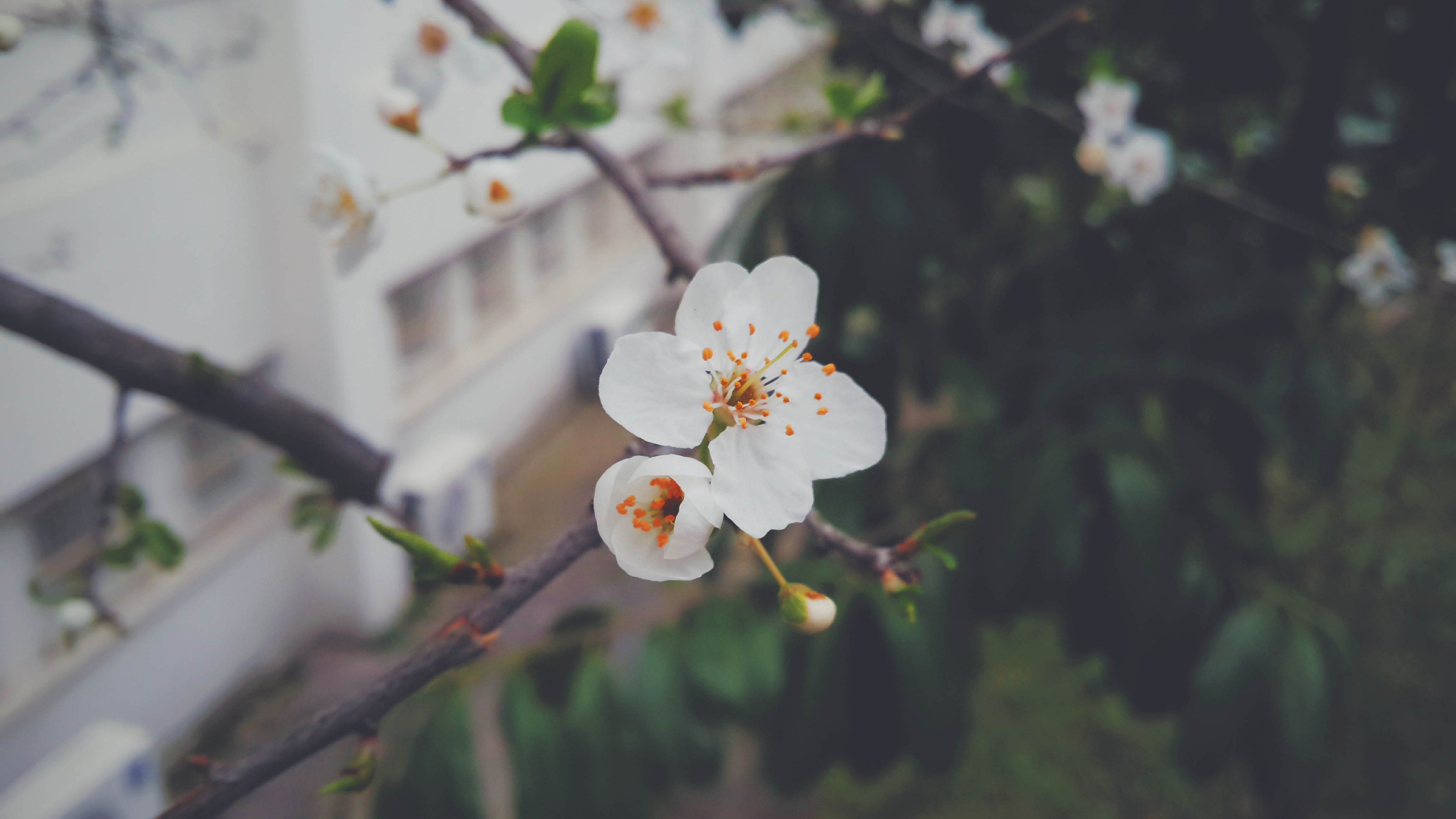 white blackthorn flowers on a branch against a blurry background, blackthorn flowers up close 4k, HD Wallpaper