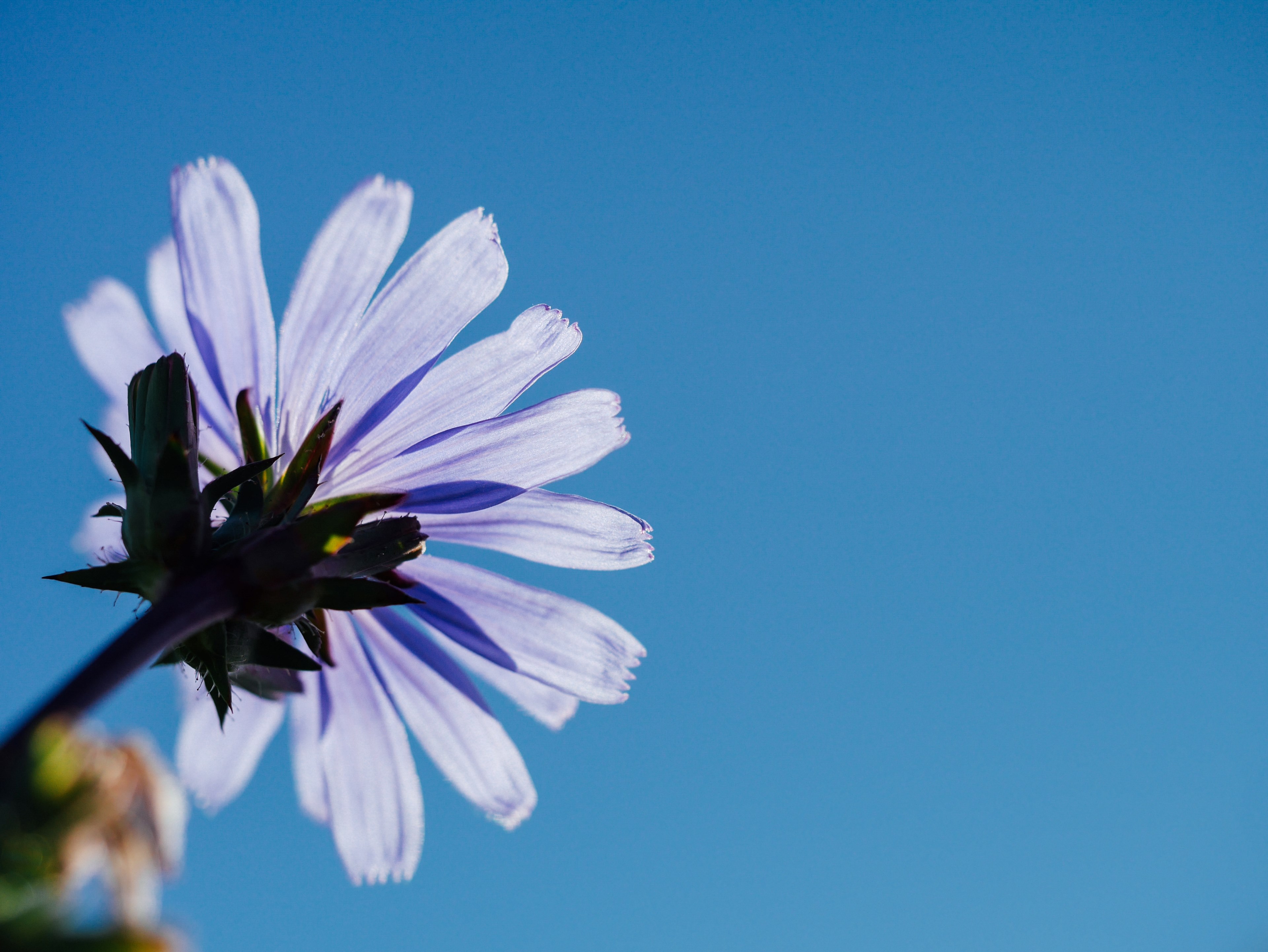 a low angle shot of a single violet daisy flower, violet daisy from below 4k, HD Wallpaper