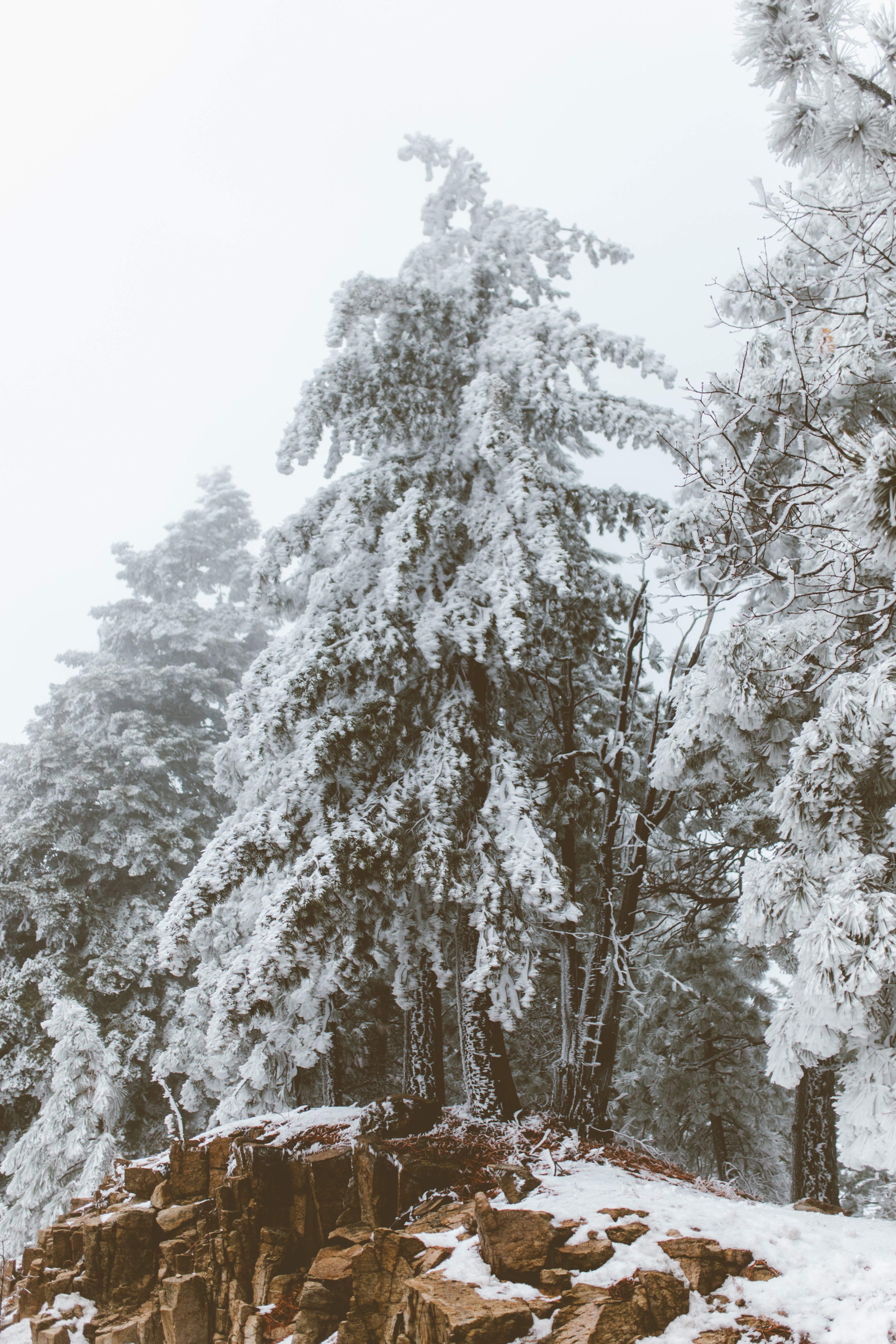 large tall trees covered in snow at lake arrowhead california, lake arrowhead winter trail 4k, Phone HD Wallpaper