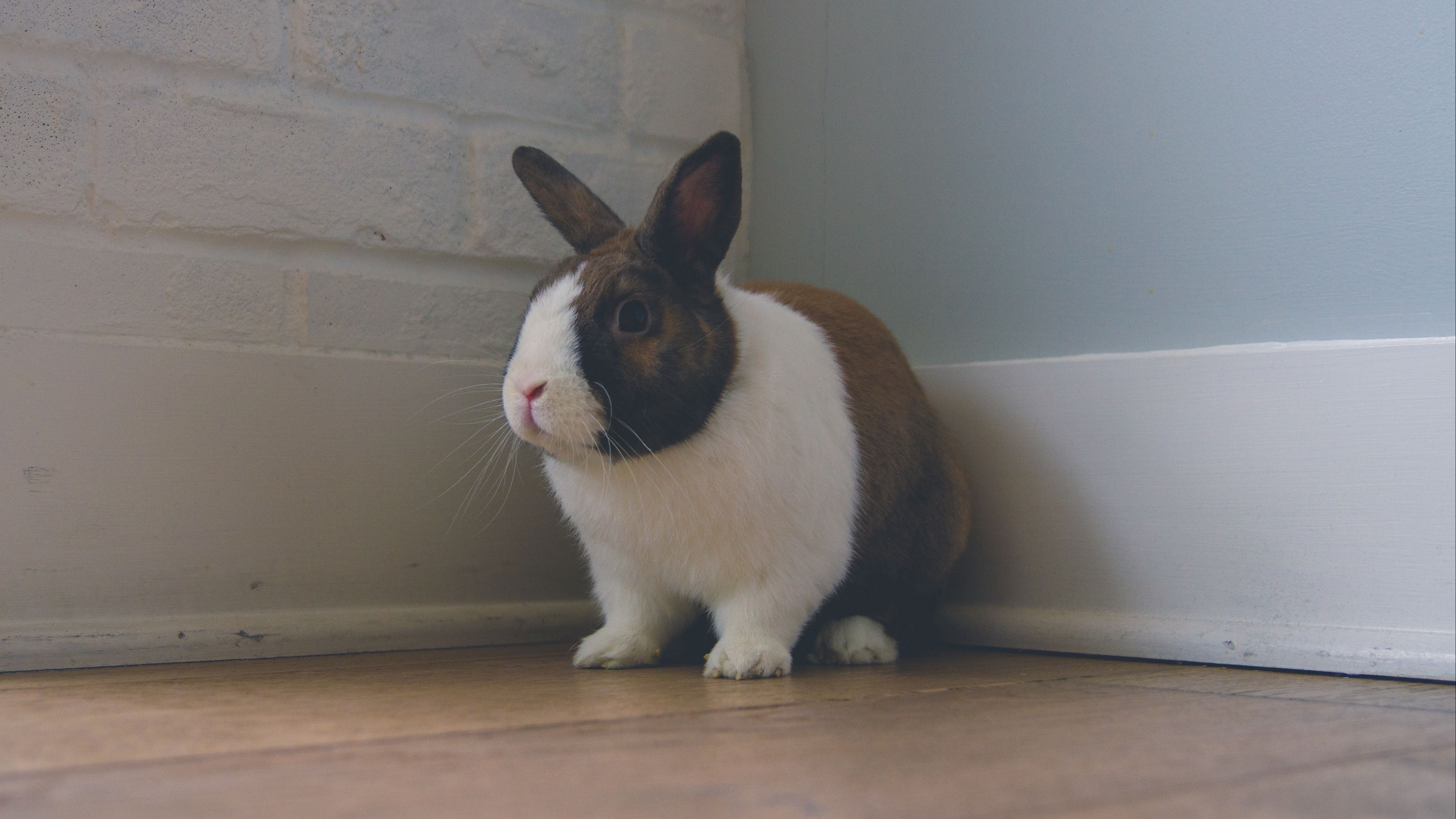 rabbit, ears, cute, 4k, HD Wallpaper