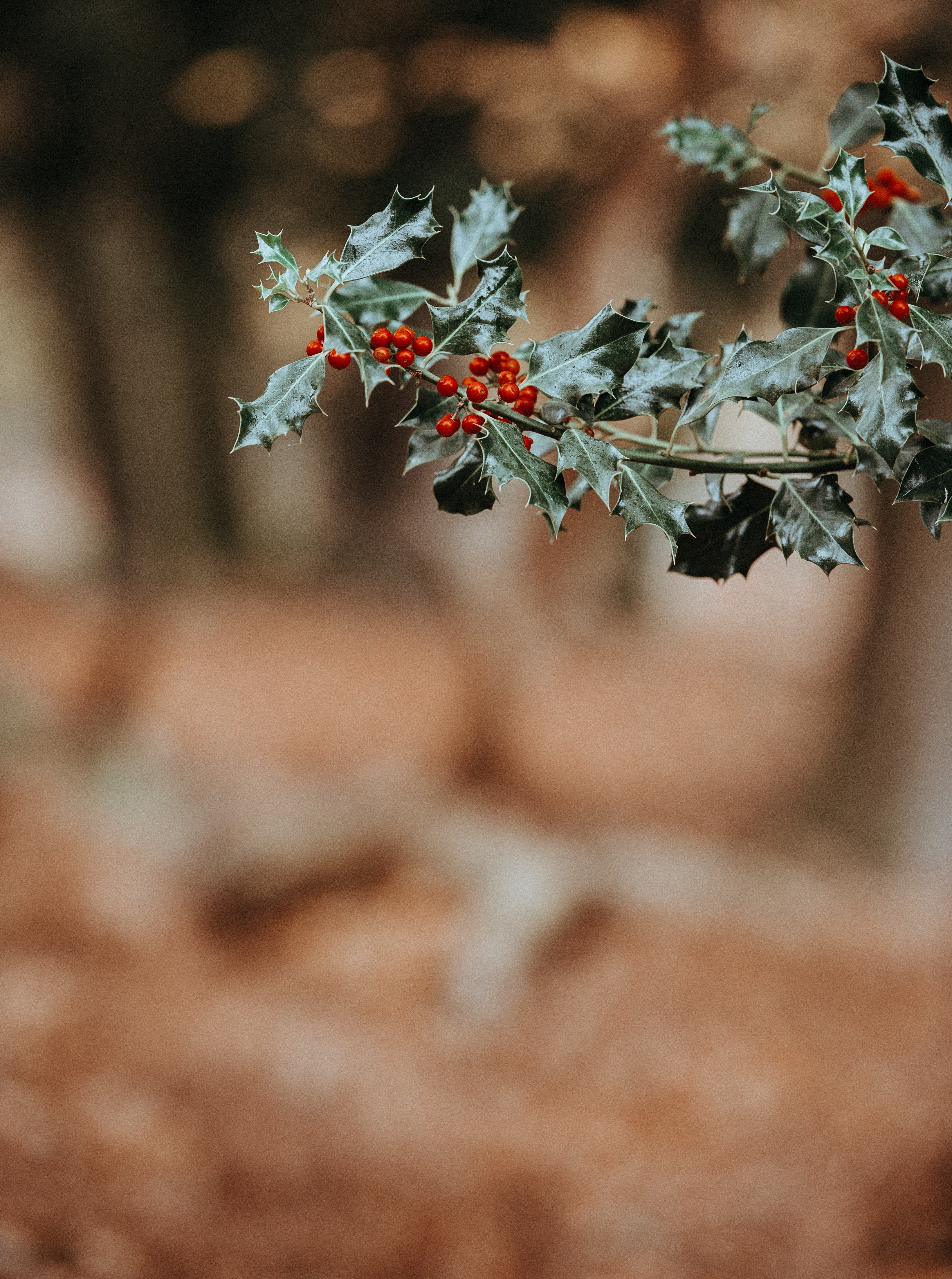 holly berries with space for text 4k, Phone HD Wallpaper