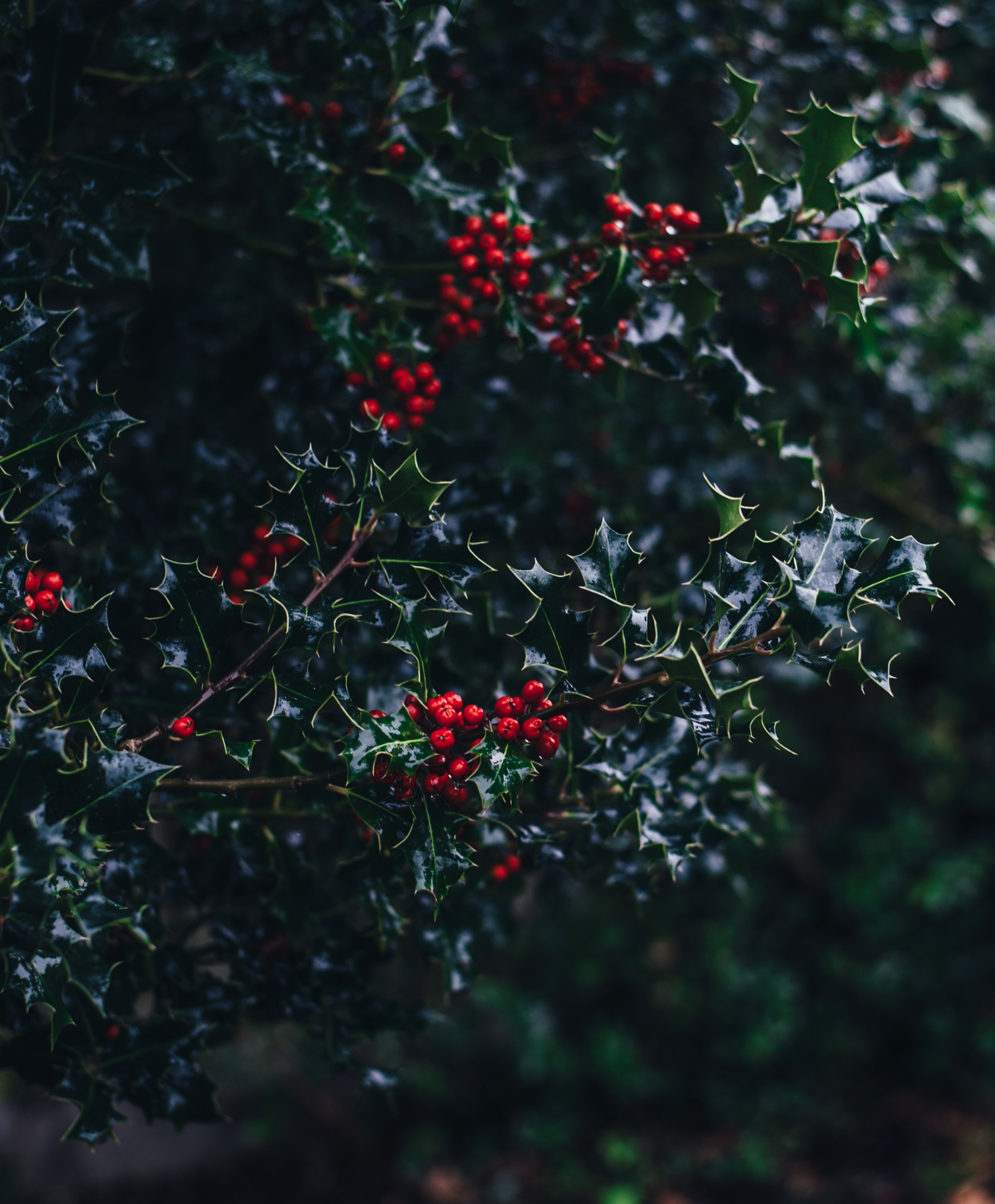 a macro view of festive christmas leaves and berries on a tree, _holly berries 4k, Phone HD Wallpaper