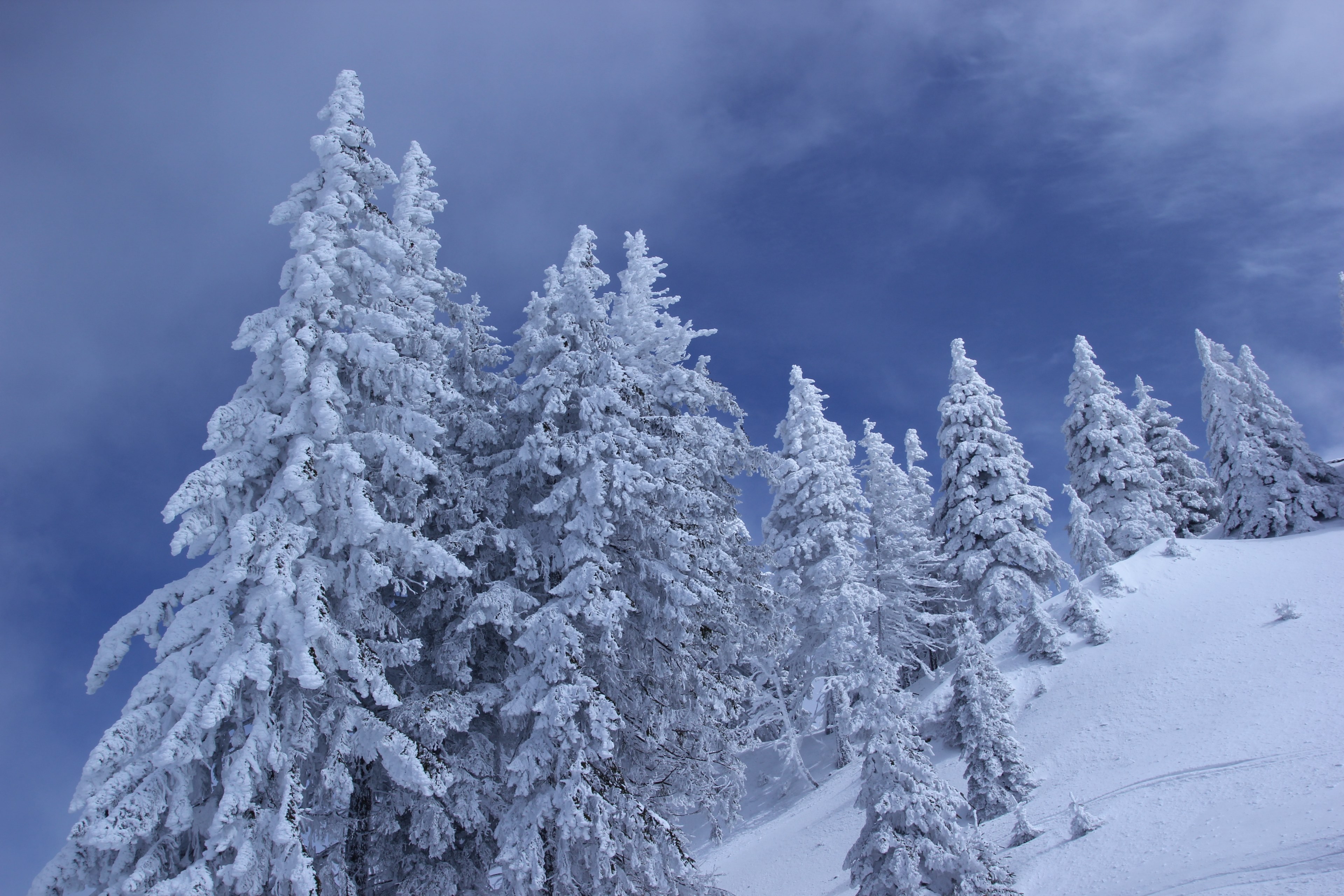 white fir trees in the snow going up a hill with a soft blue background, fir trees in the cold snow 4k, HD Wallpaper