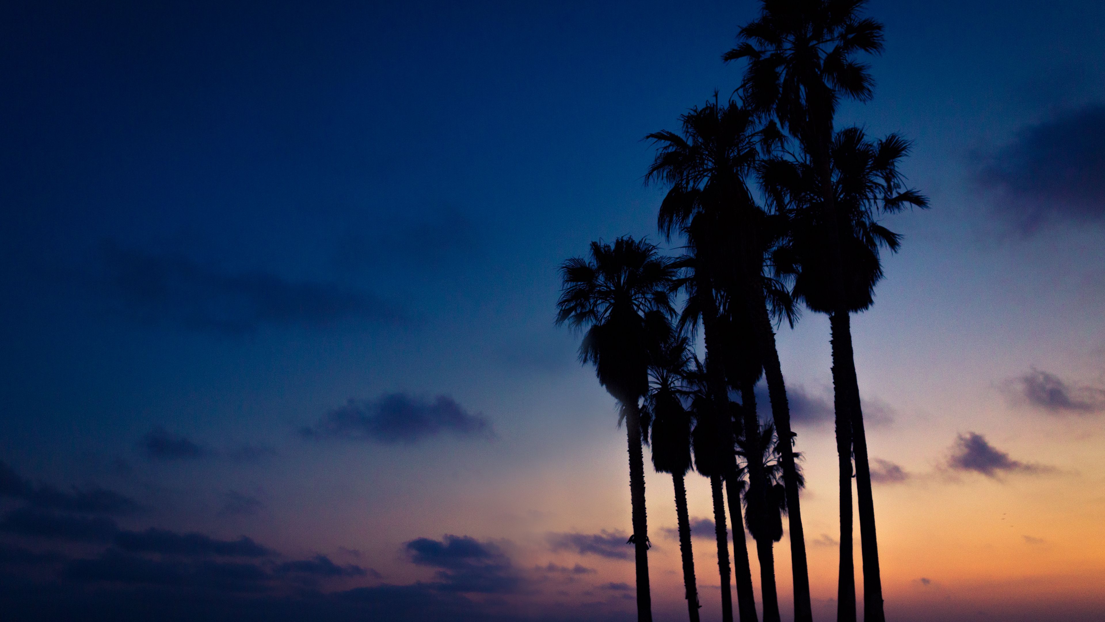 palms, night, sky, 4k, HD Wallpaper