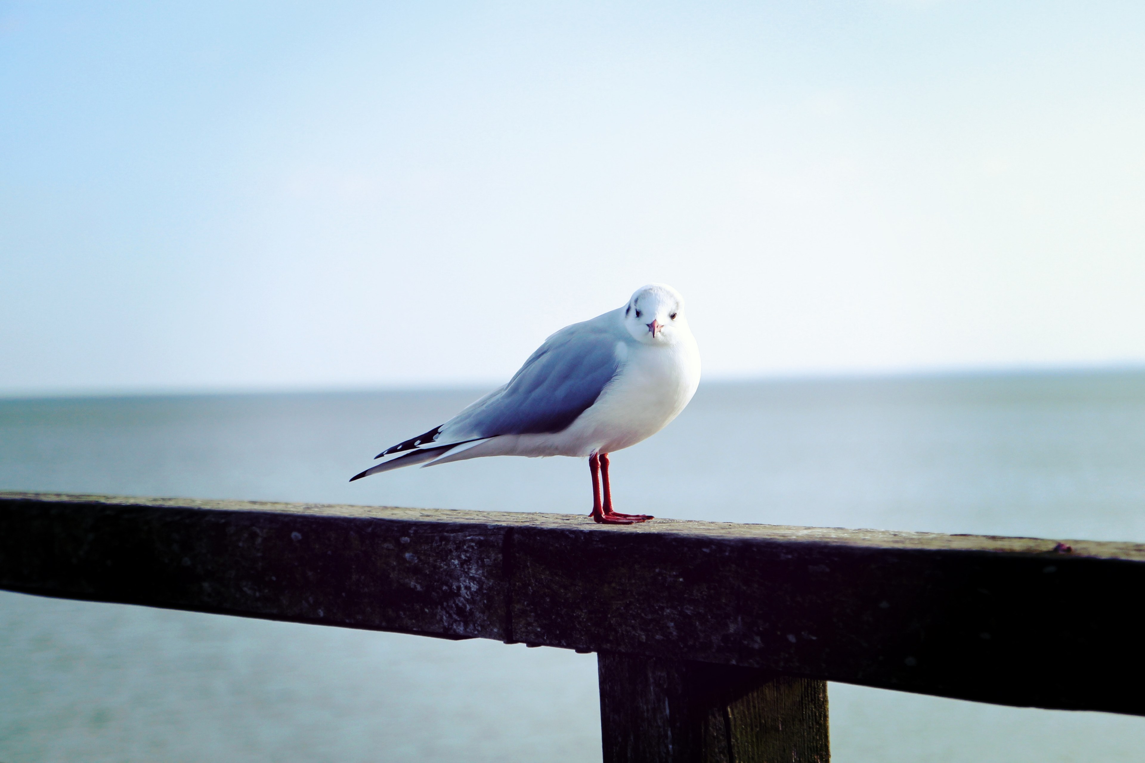 bird seagull animal and gull 4k, HD Wallpaper