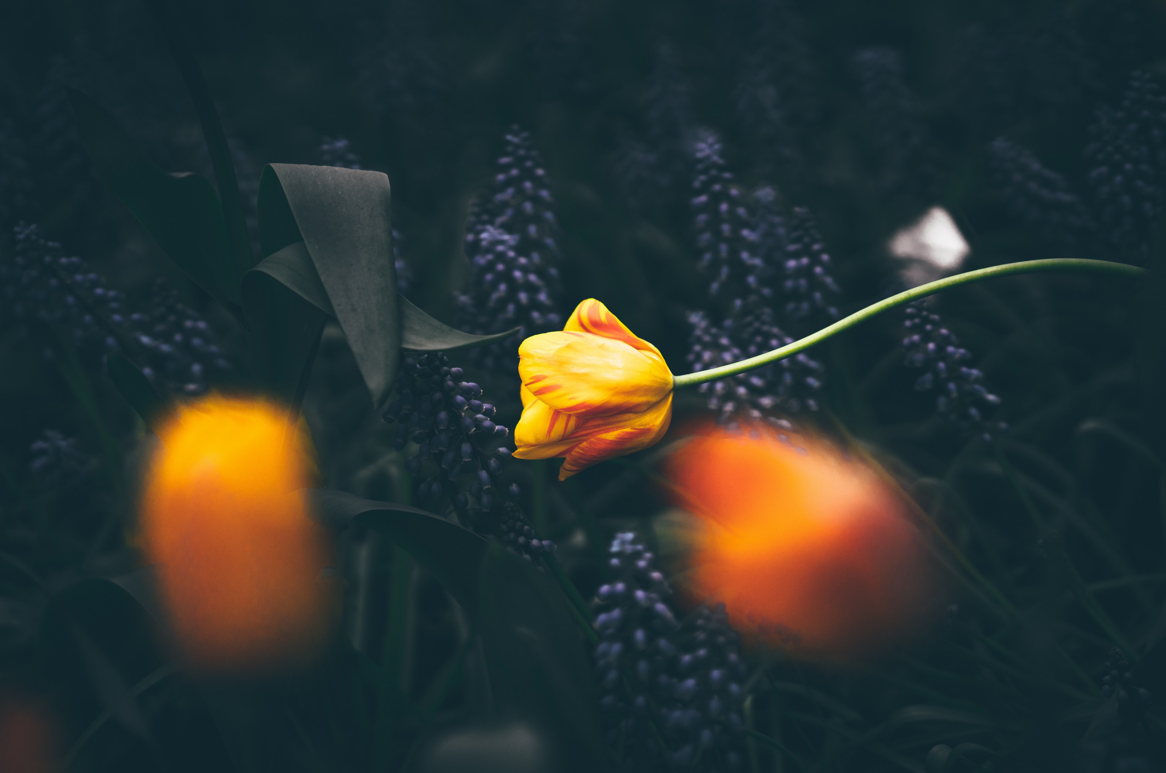 yellow and orange tulips against the background of dark green leaves, fiery tulip 4k, HD Wallpaper