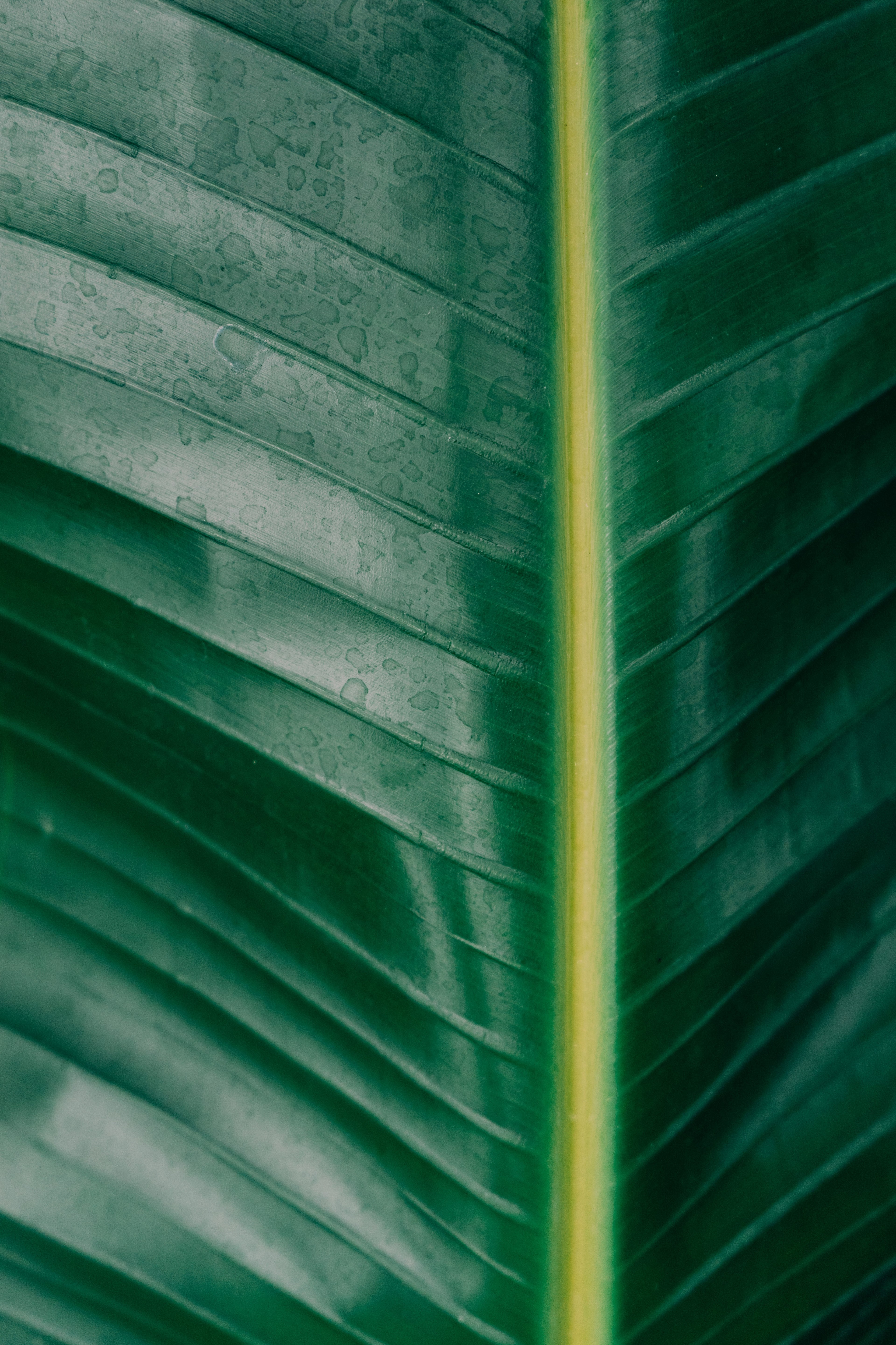 leaf greenery botanical and green hd, 4k, Phone HD Wallpaper