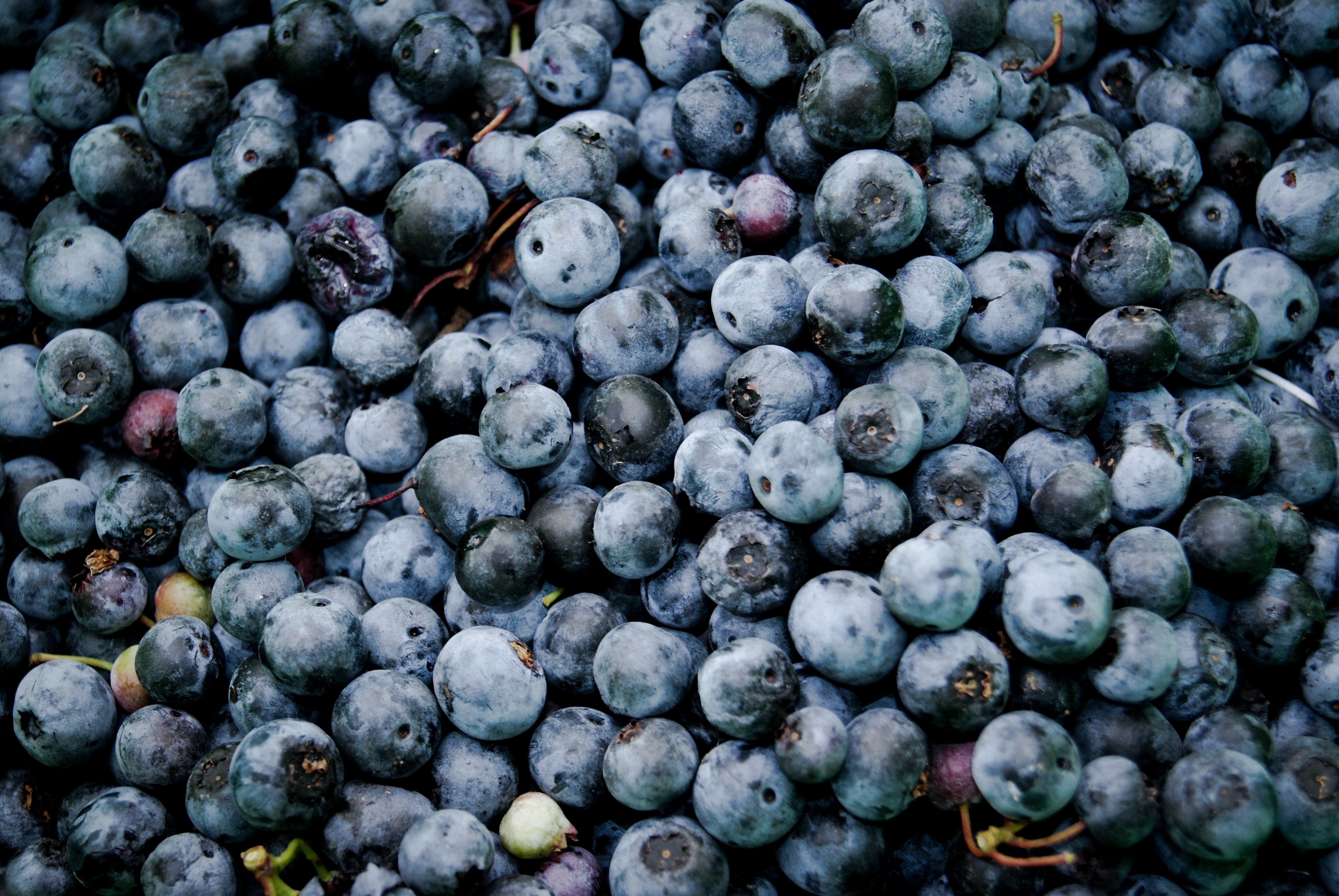 basket of fresh blueberries, blueberries in a basket 4k, HD Wallpaper