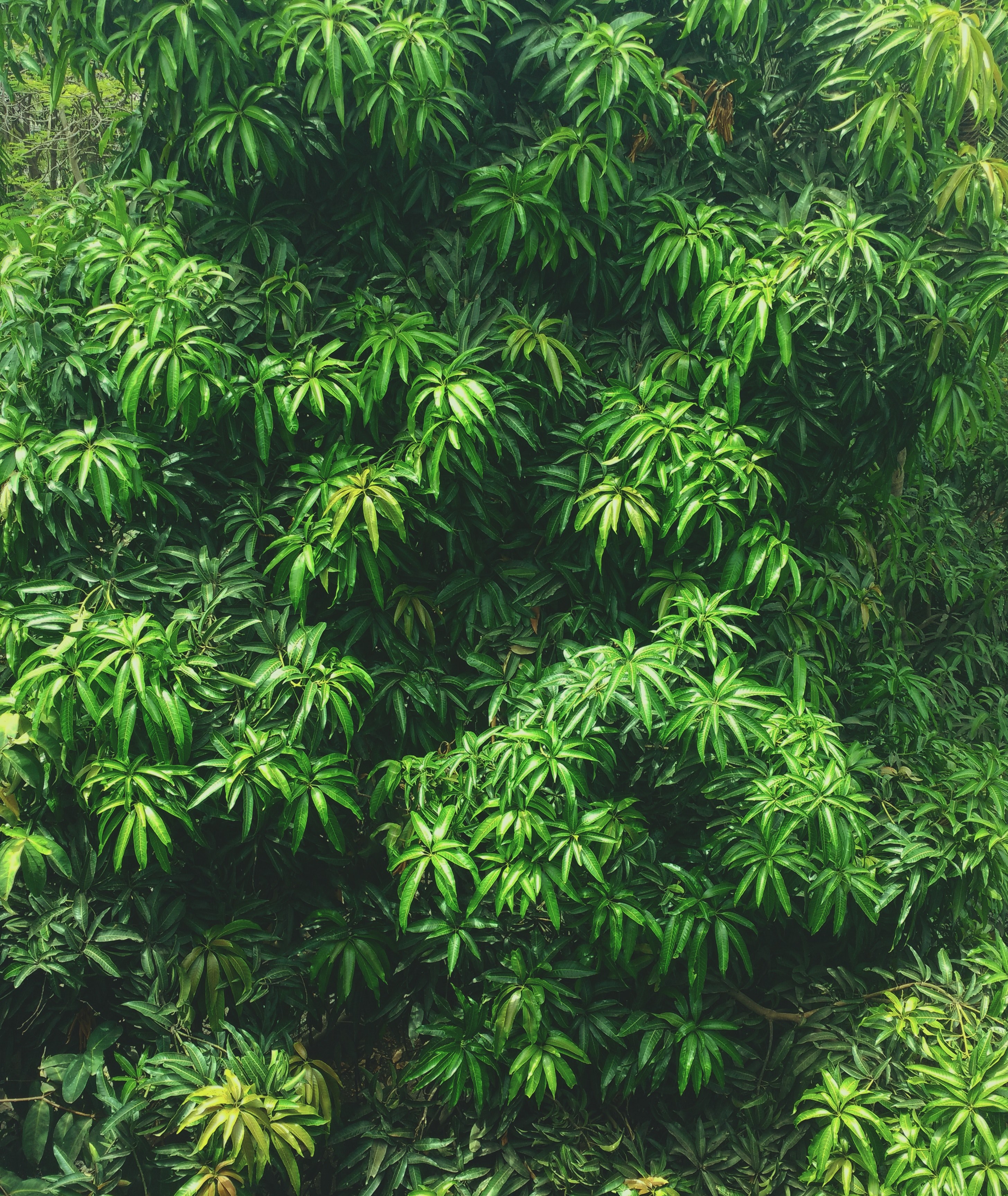 leaf rainy tall and leafe hd, 4k, Phone HD Wallpaper