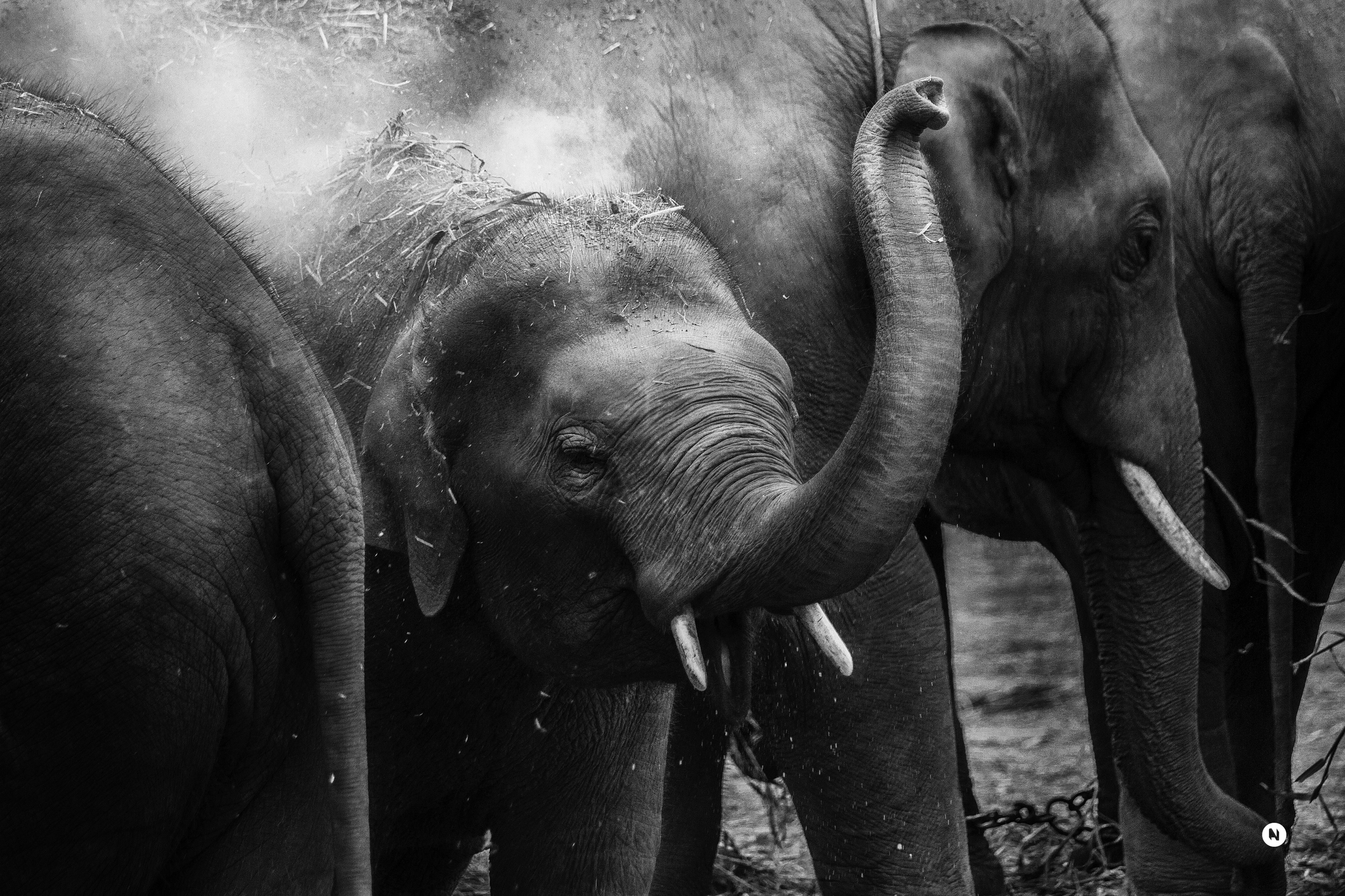 elephant mammal tusk and animal 4k, HD Wallpaper