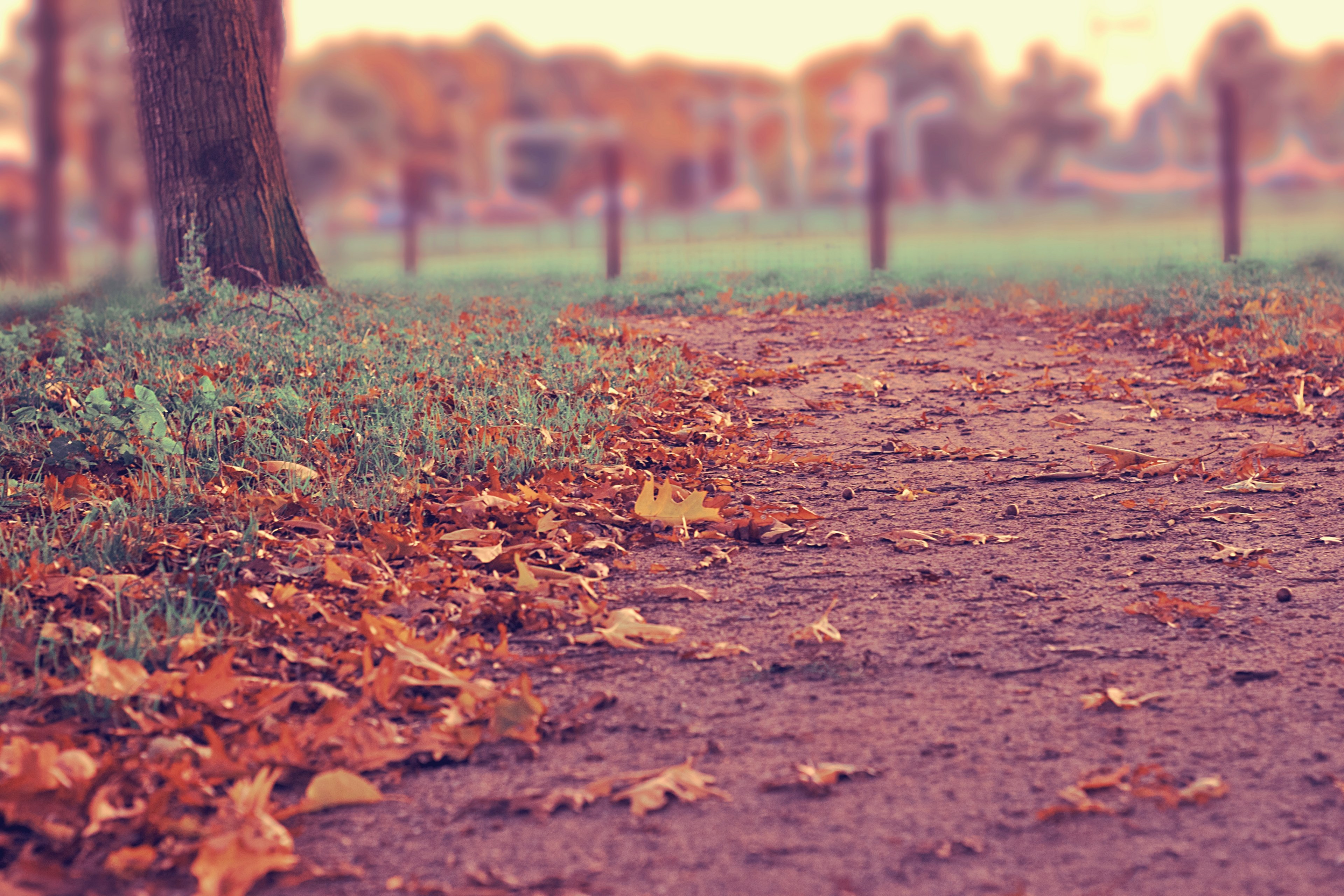 the ground covered in leaves at a treed path, autumn leaves on path 4k, HD Wallpaper