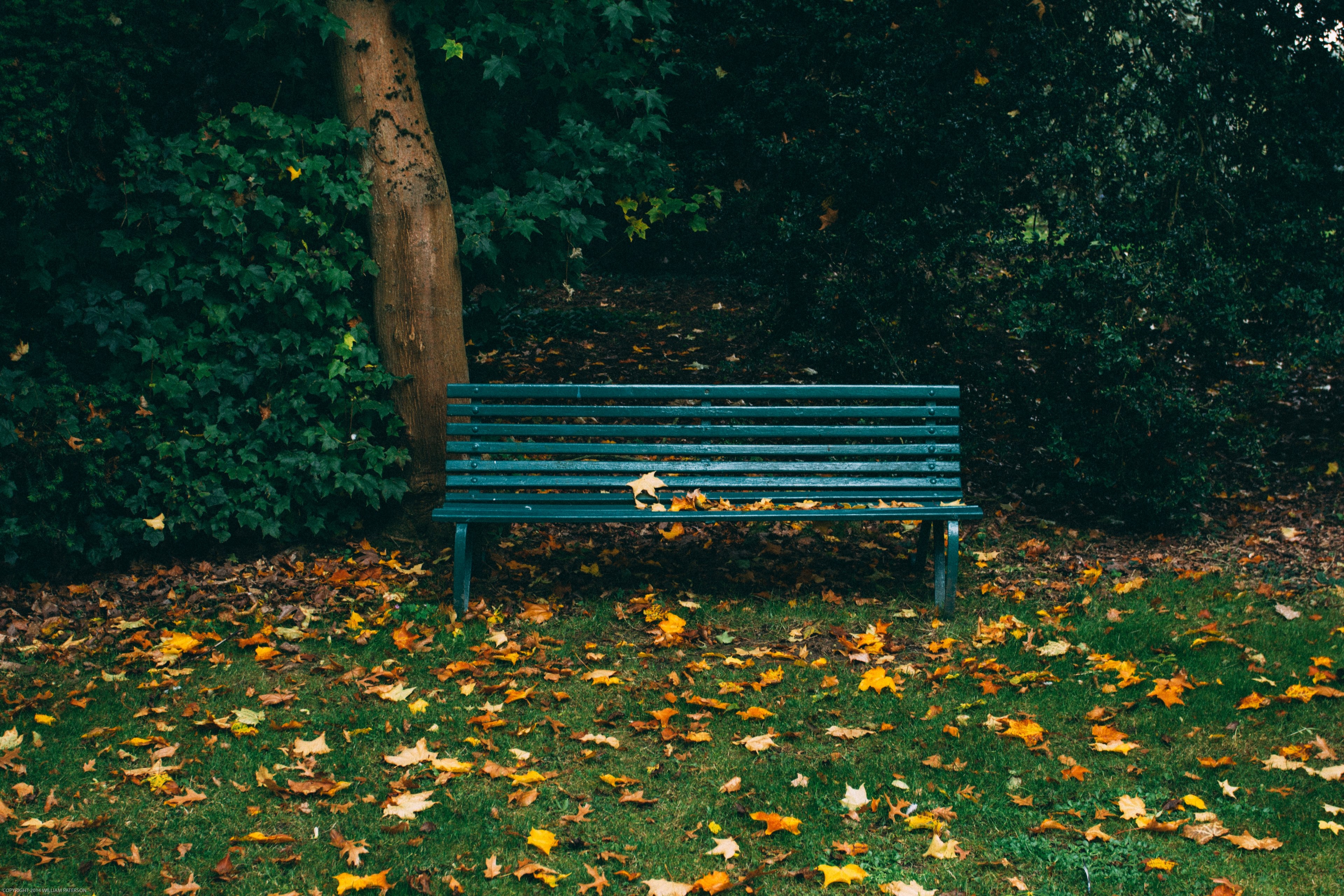 park autumn bench and park bench 4k, HD Wallpaper