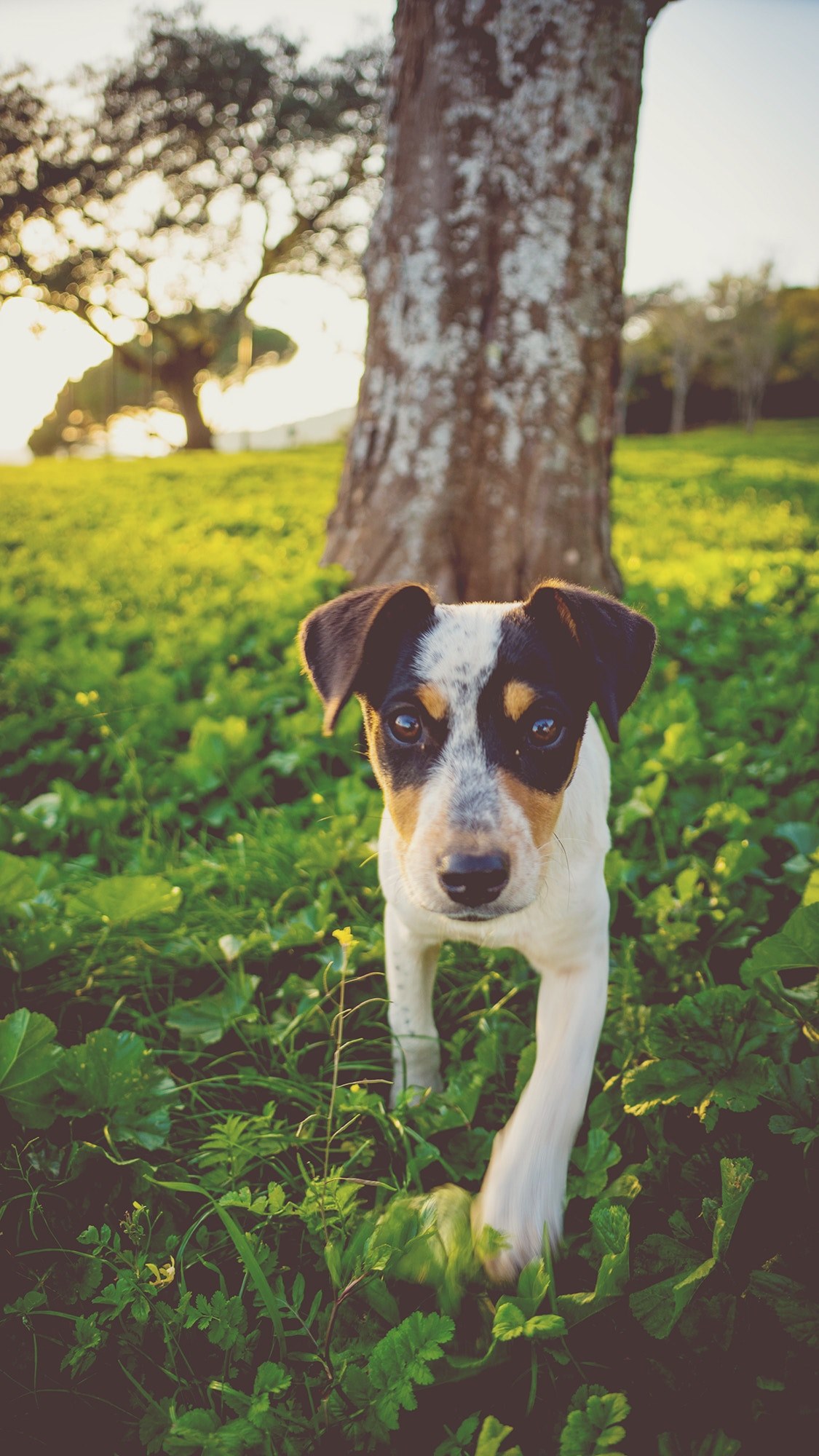 a foxhound puppy on green grass under a tree on a sunny morning in huelva, puppy under a tree 4k, Phone HD Wallpaper