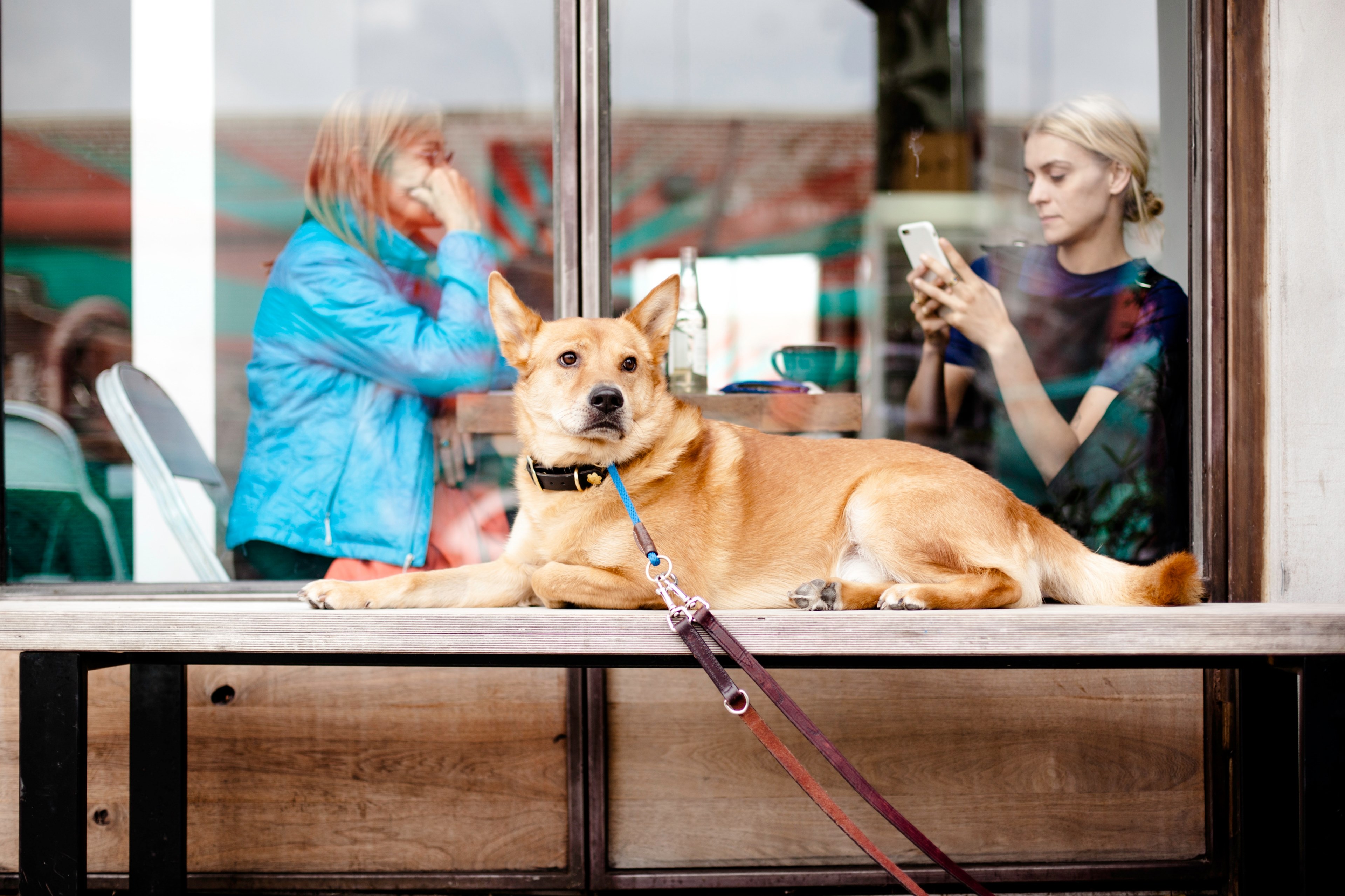 a dog on a leash lying in front of a coffee shop window in new york, dog waiting by a coffee shop 4k, HD Wallpaper