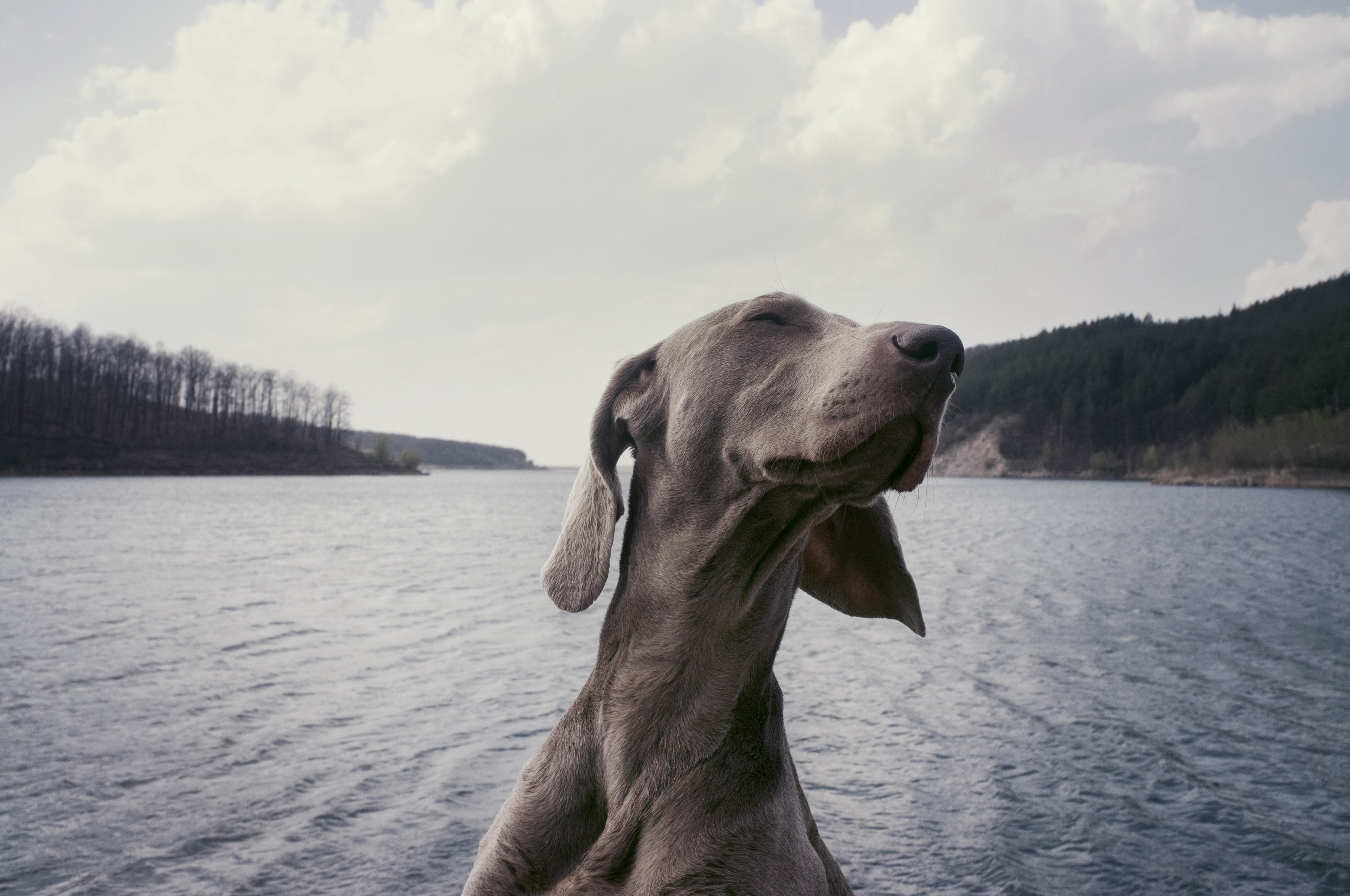 a weimaraner over a choppy lake on a cloudy day, dog on a lake 4k, HD Wallpaper