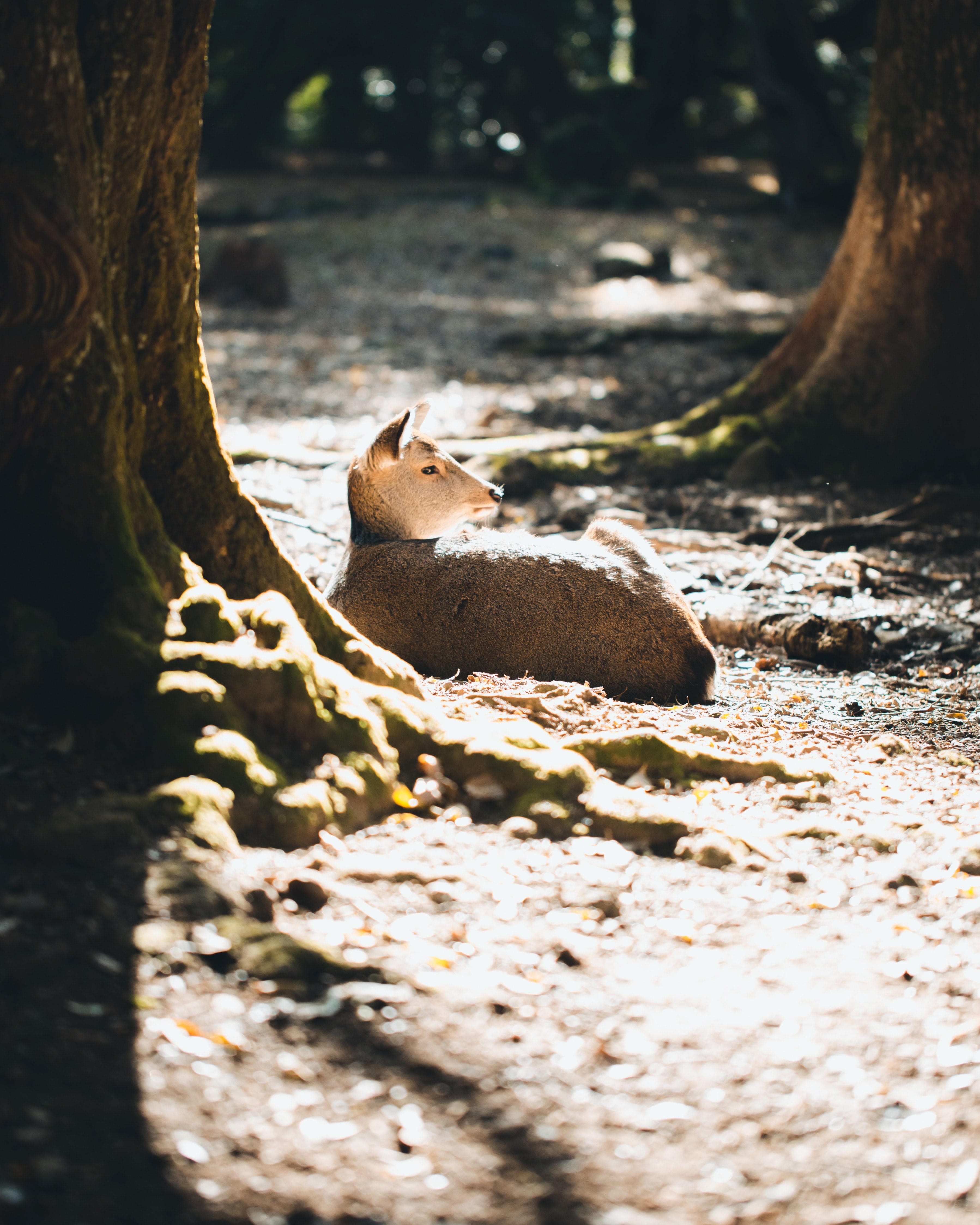 deer animal tree and woodland hd, 4k, Phone HD Wallpaper