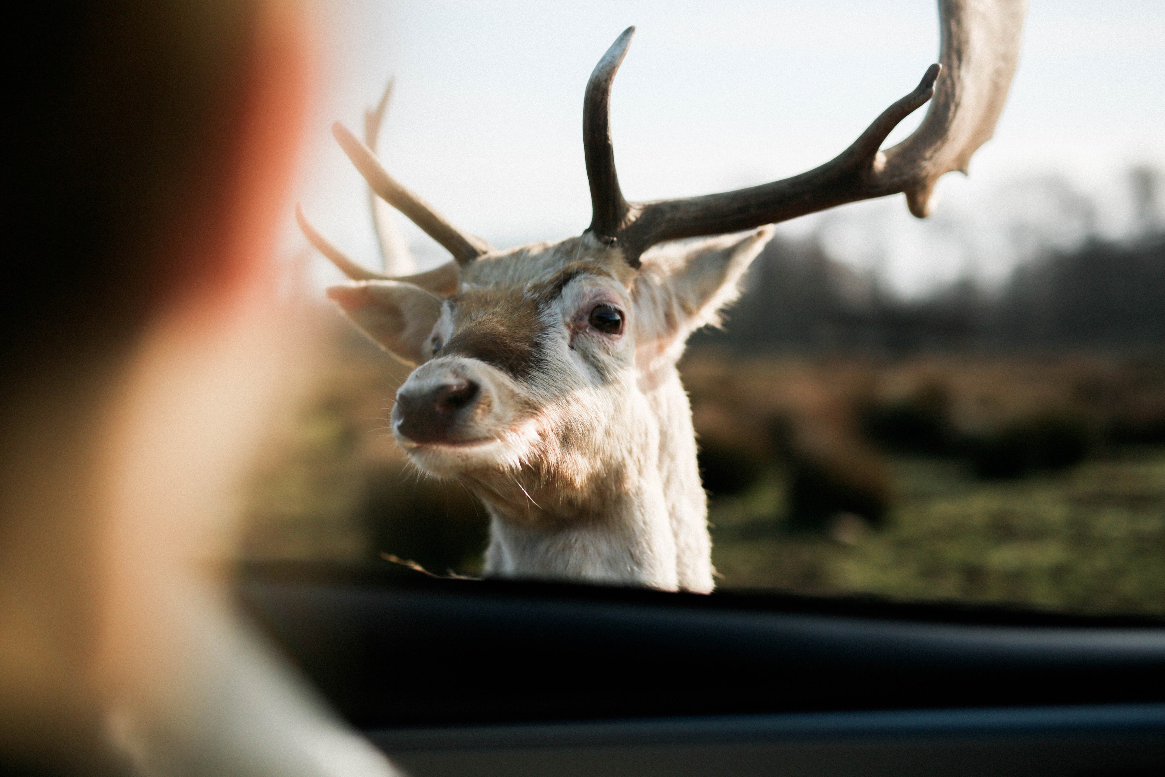 deer reindeer antler and car 4k, HD Wallpaper