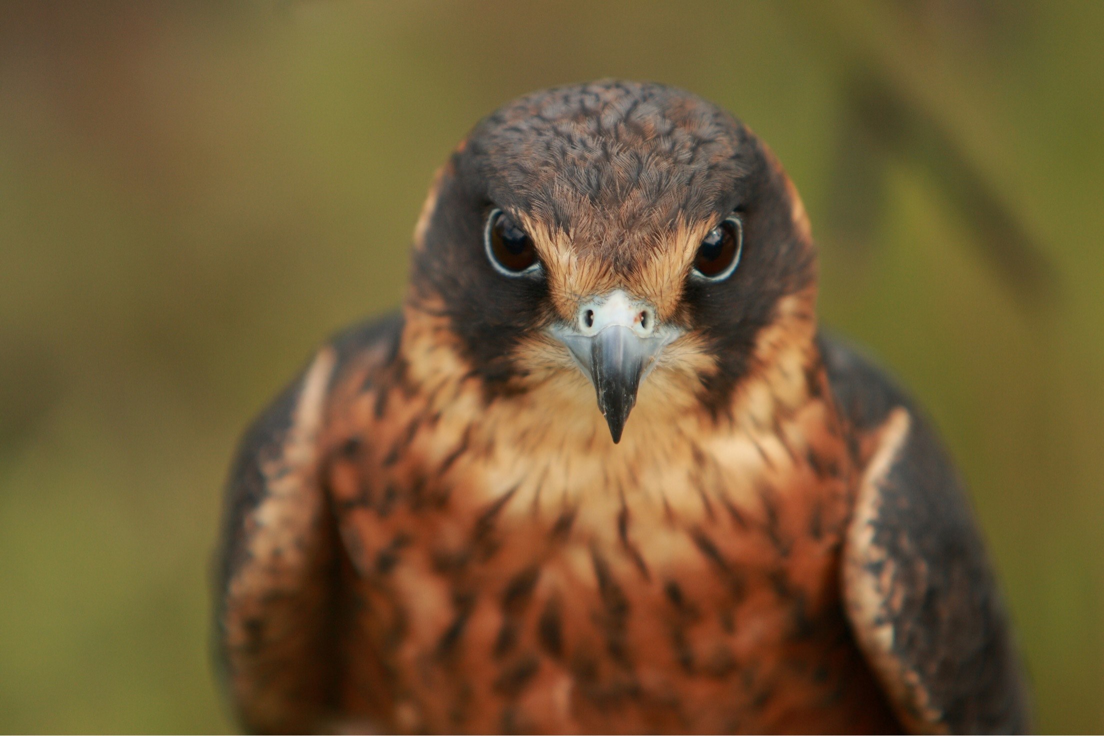 australian hobby 4k, HD Wallpaper