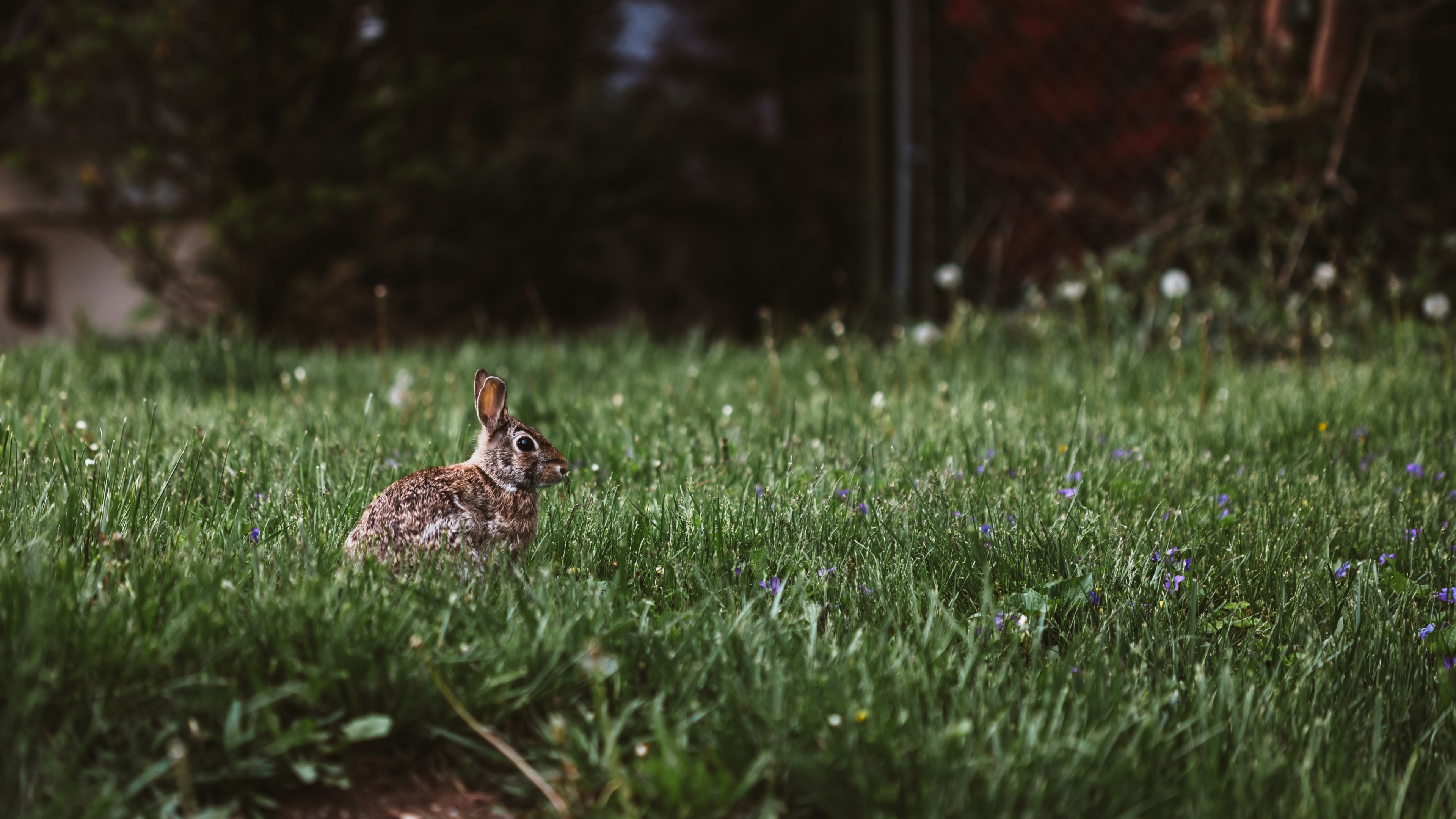 brown rabbit with on a grassy ground, highland park rabbit 4k, HD Wallpaper