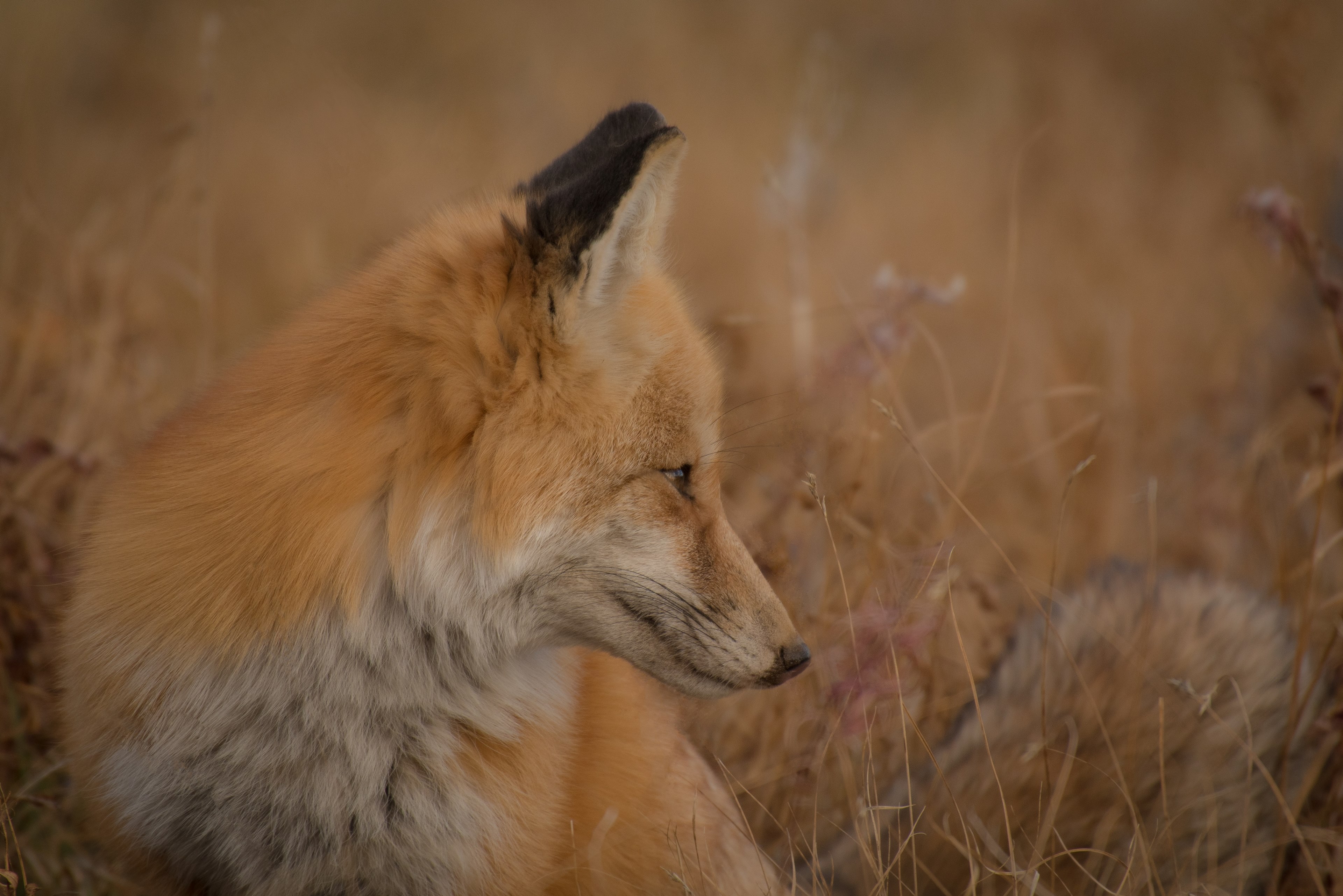 a wild fox sitting in a field of dry grass, wild fox 4k, HD Wallpaper