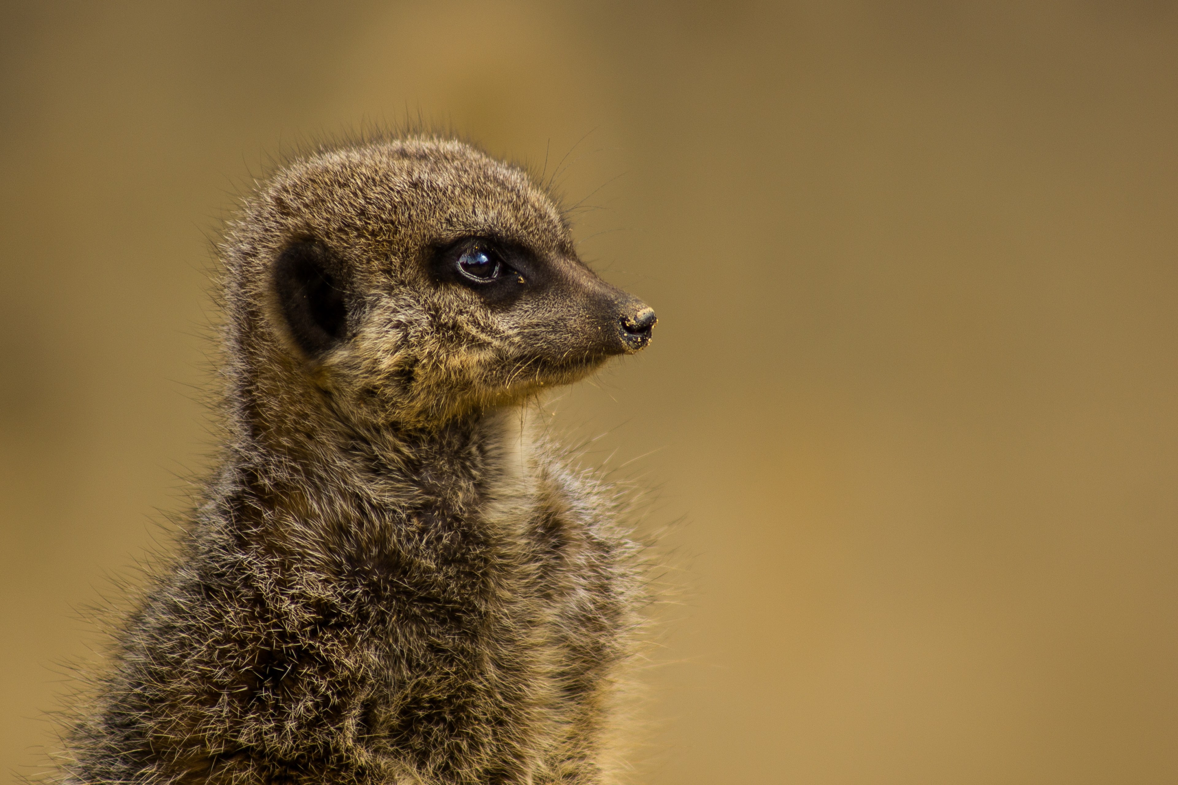 a meerkat with long coat, meerkat looking ahead 4k, HD Wallpaper