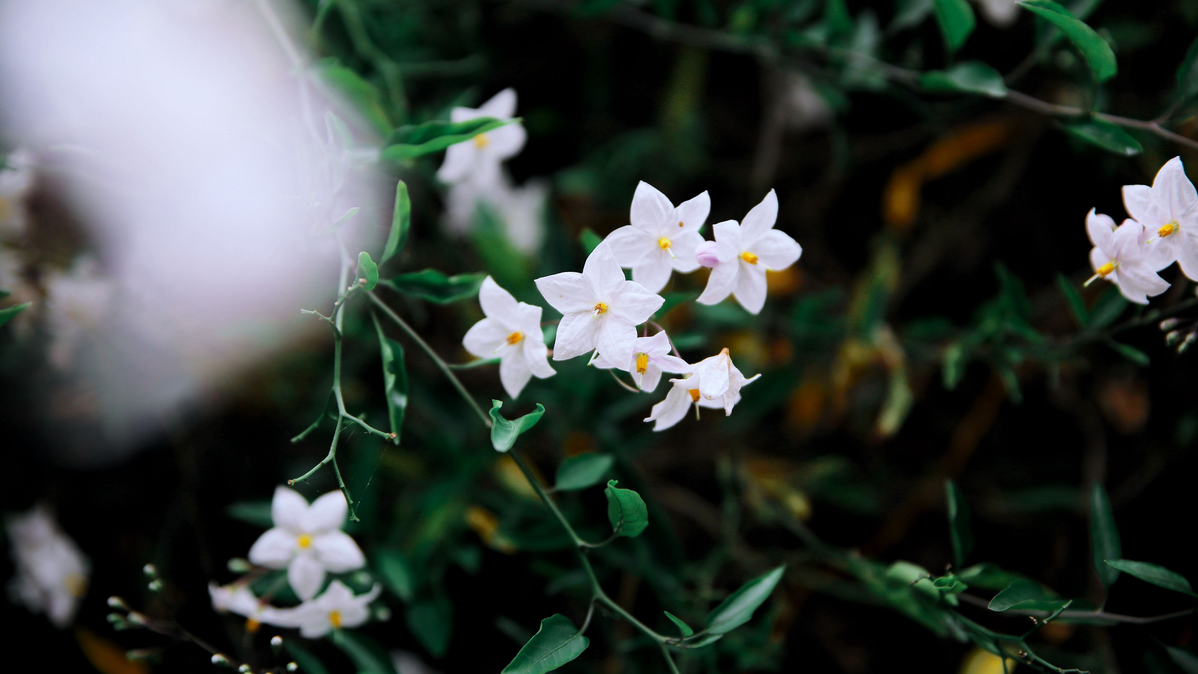 flowers, petals, branches, white, 4k, HD Wallpaper